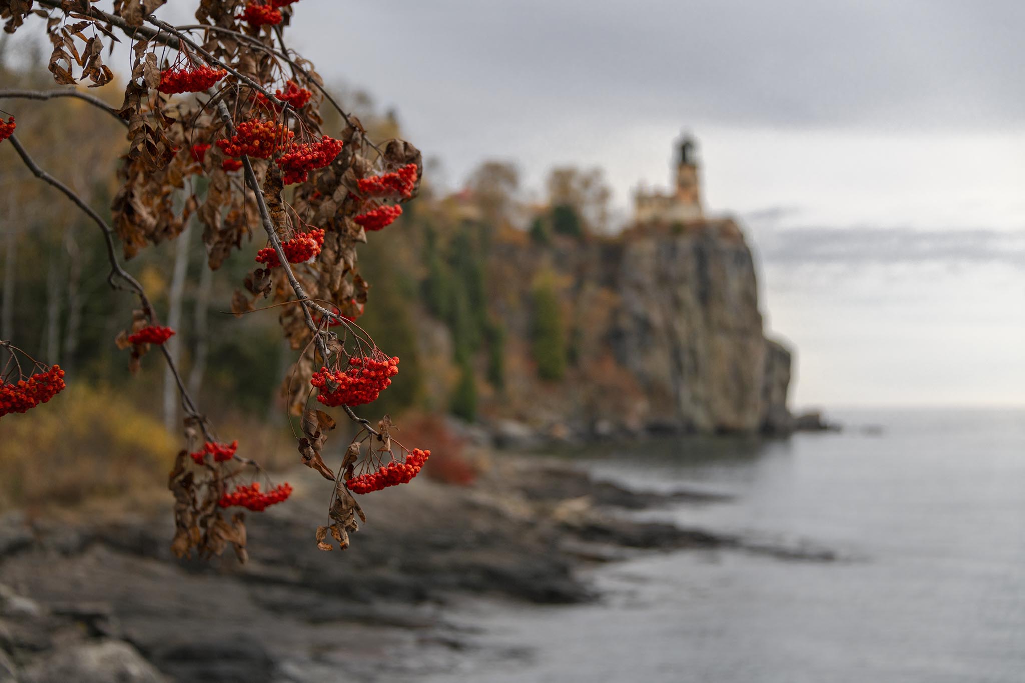 Mountain Ash tree near Split Rock Lighthouse
