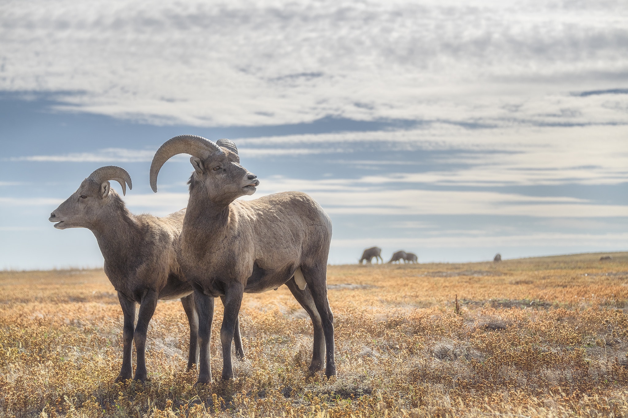 Bighorn sheep in South Dakota