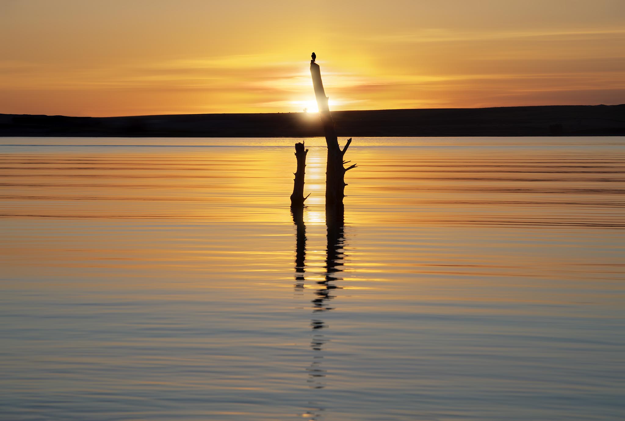 Bird on tree stump in water at sunset