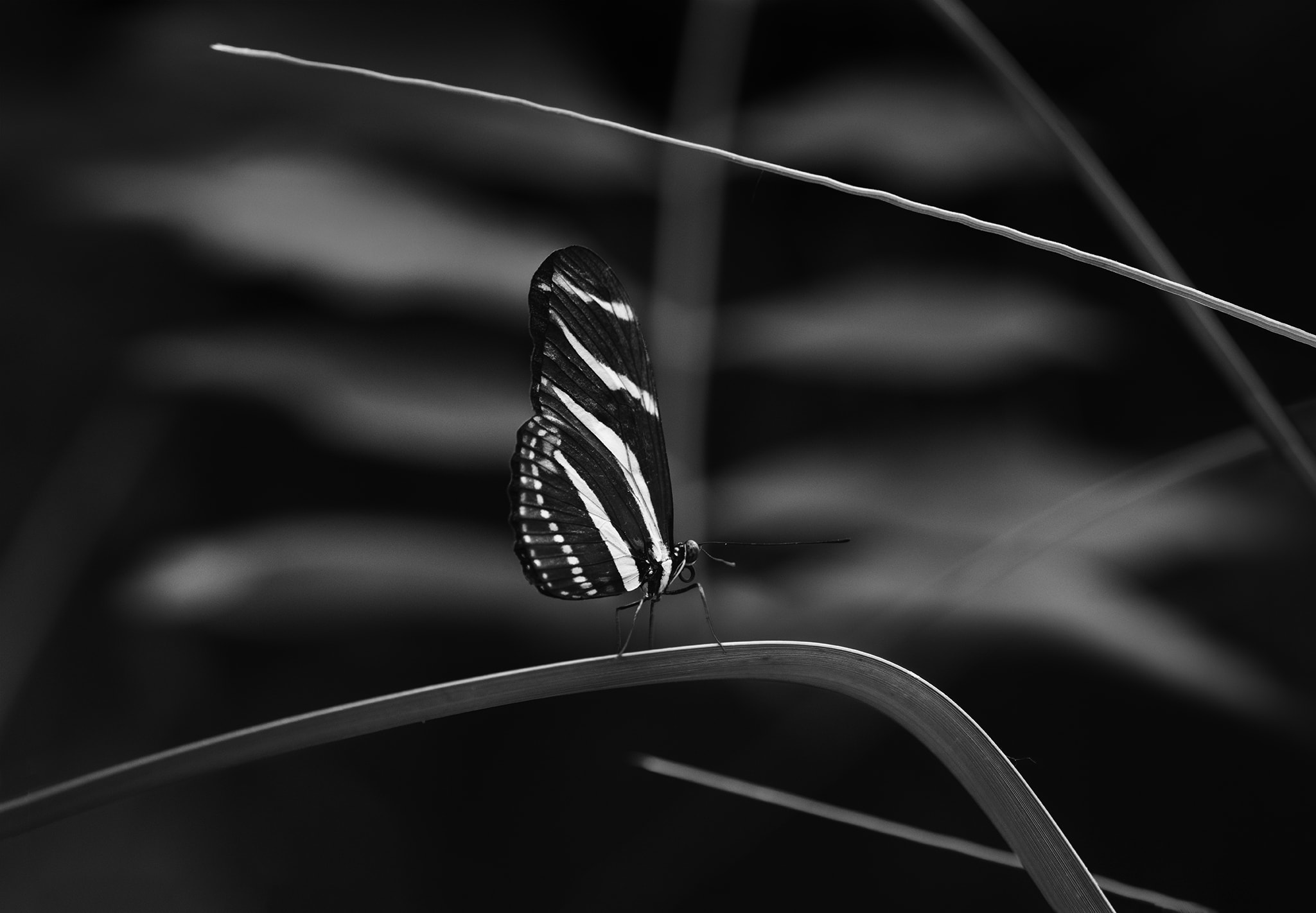Black & White Butterfly Picture