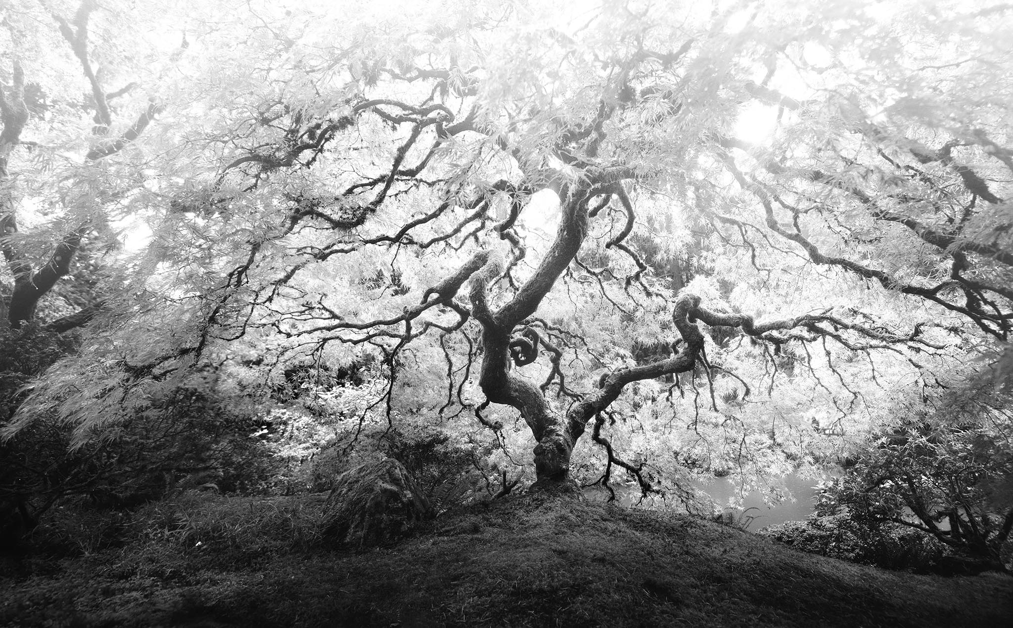 Black and White Picture of Japanese Maple Tree