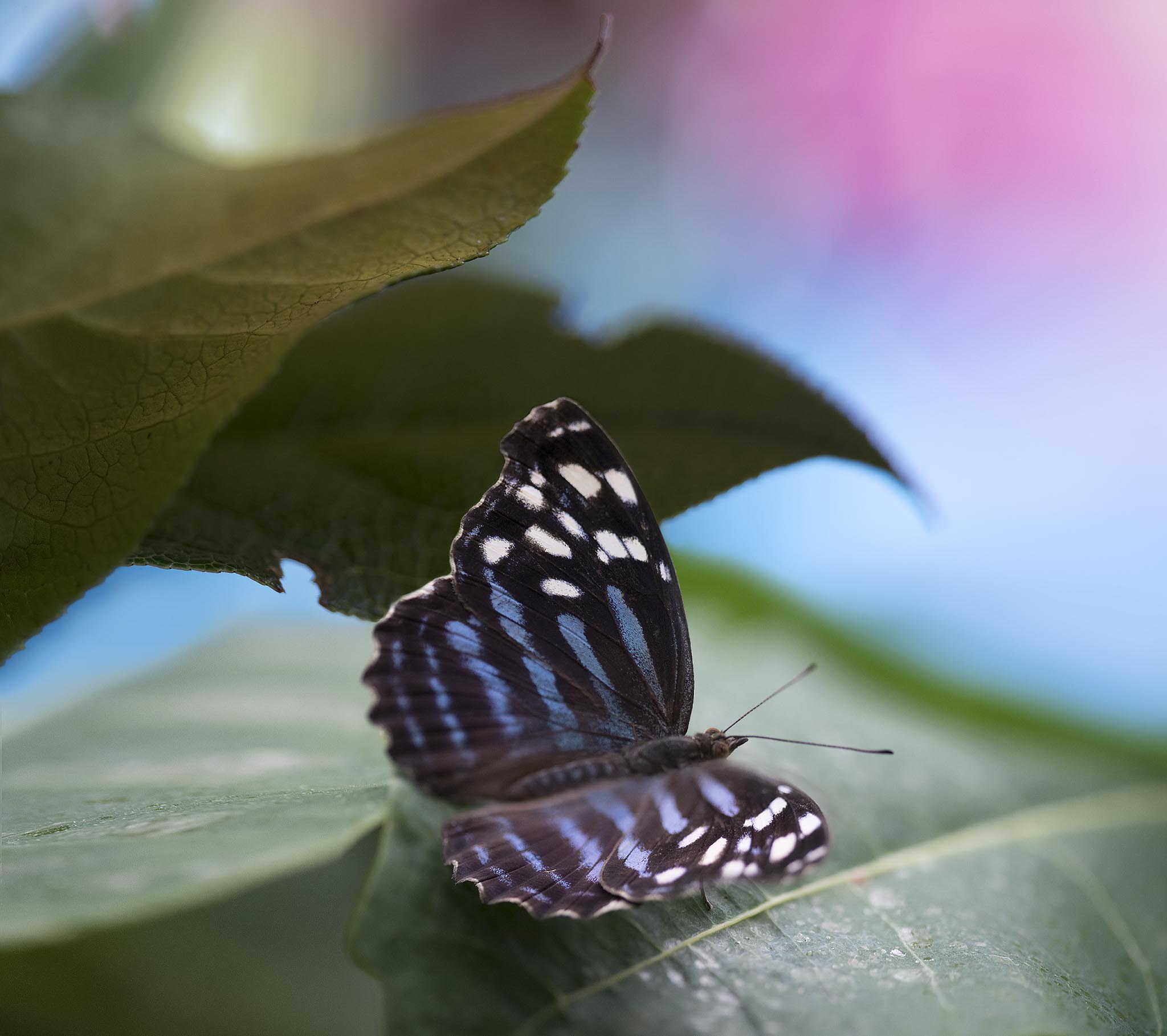 Blue White and Black Butterfly Picture