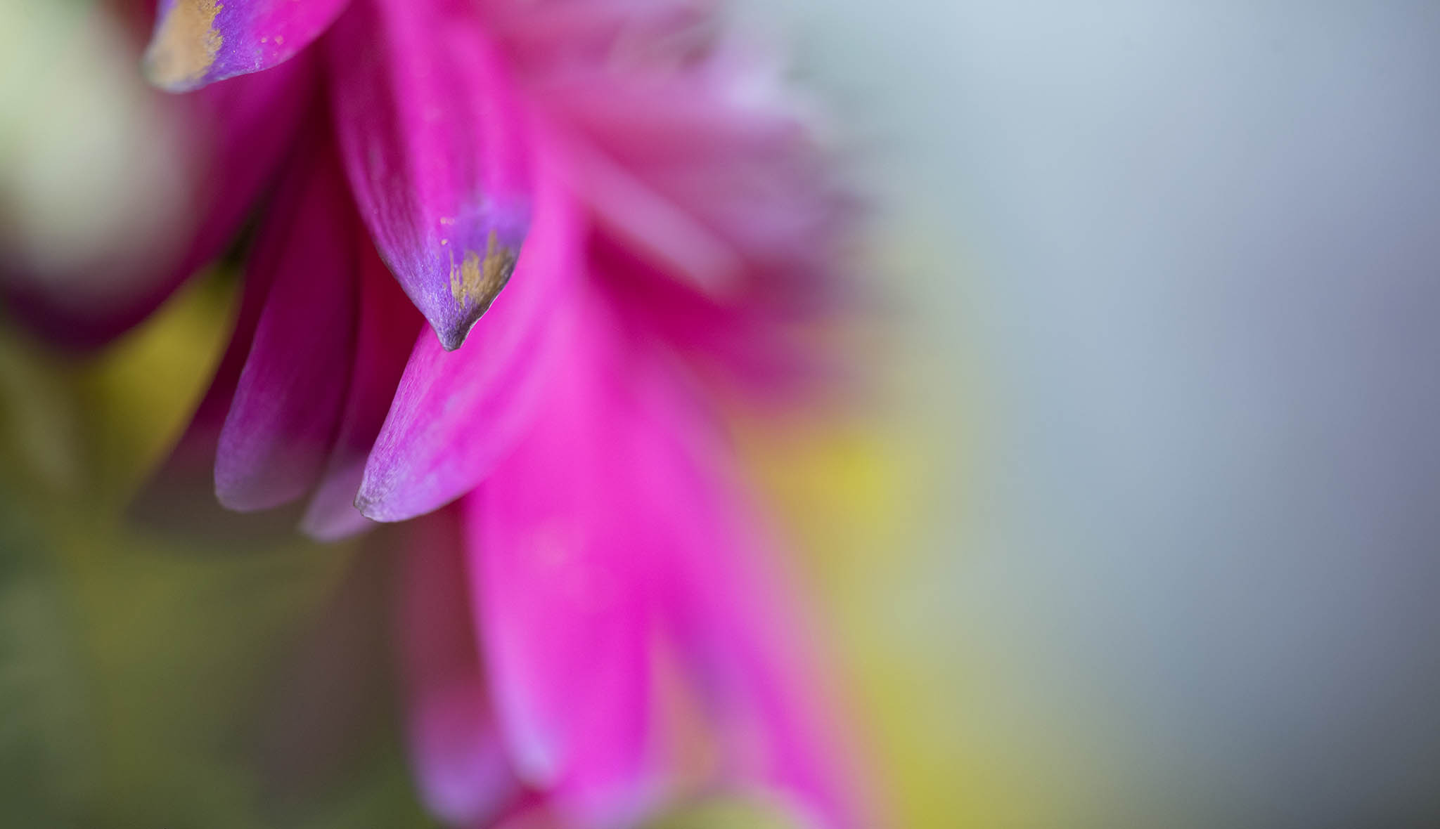 Bright Pink Petals