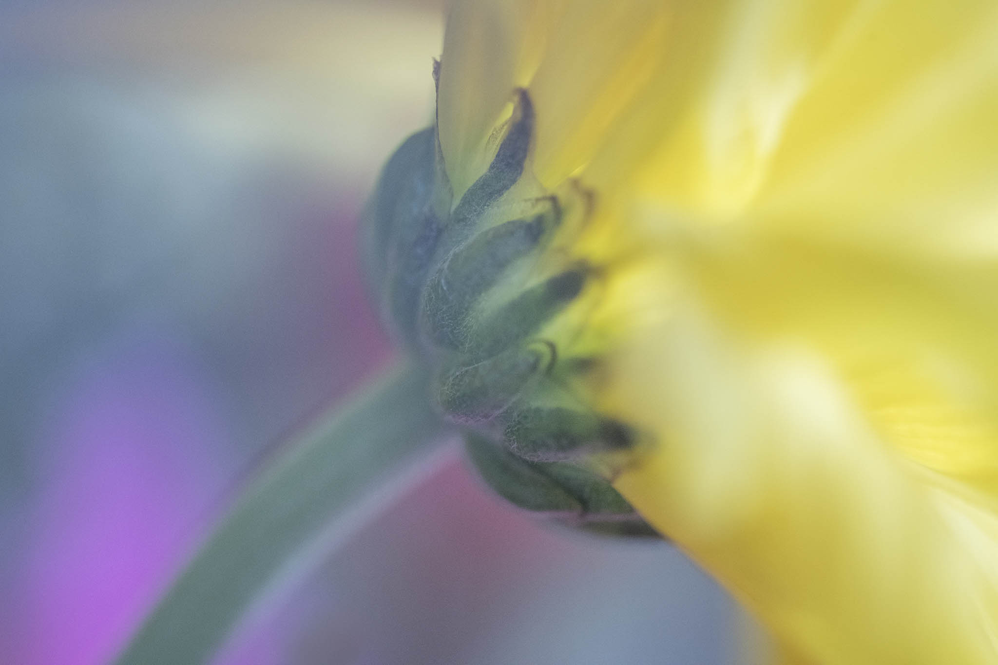 Yellow Abstract Flower