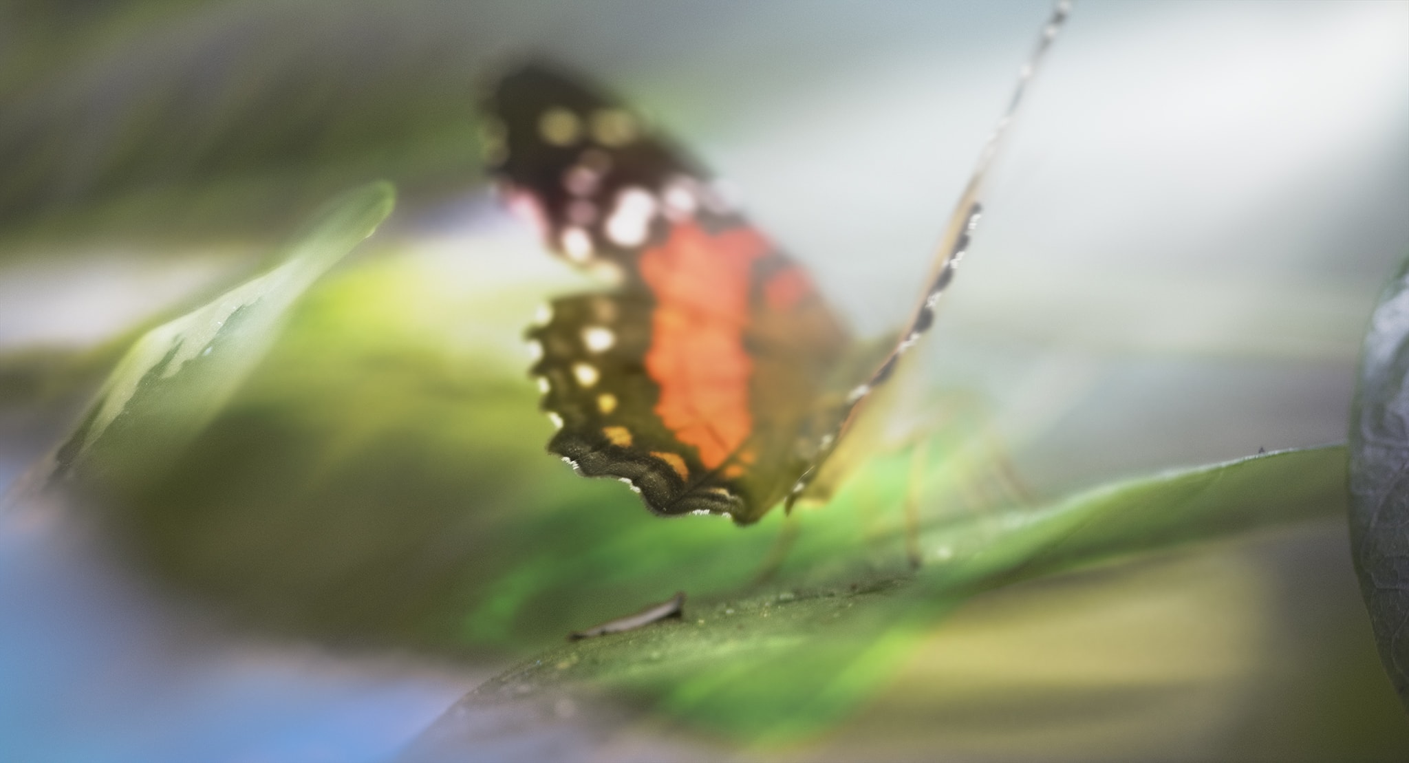 Butterfly flying in light