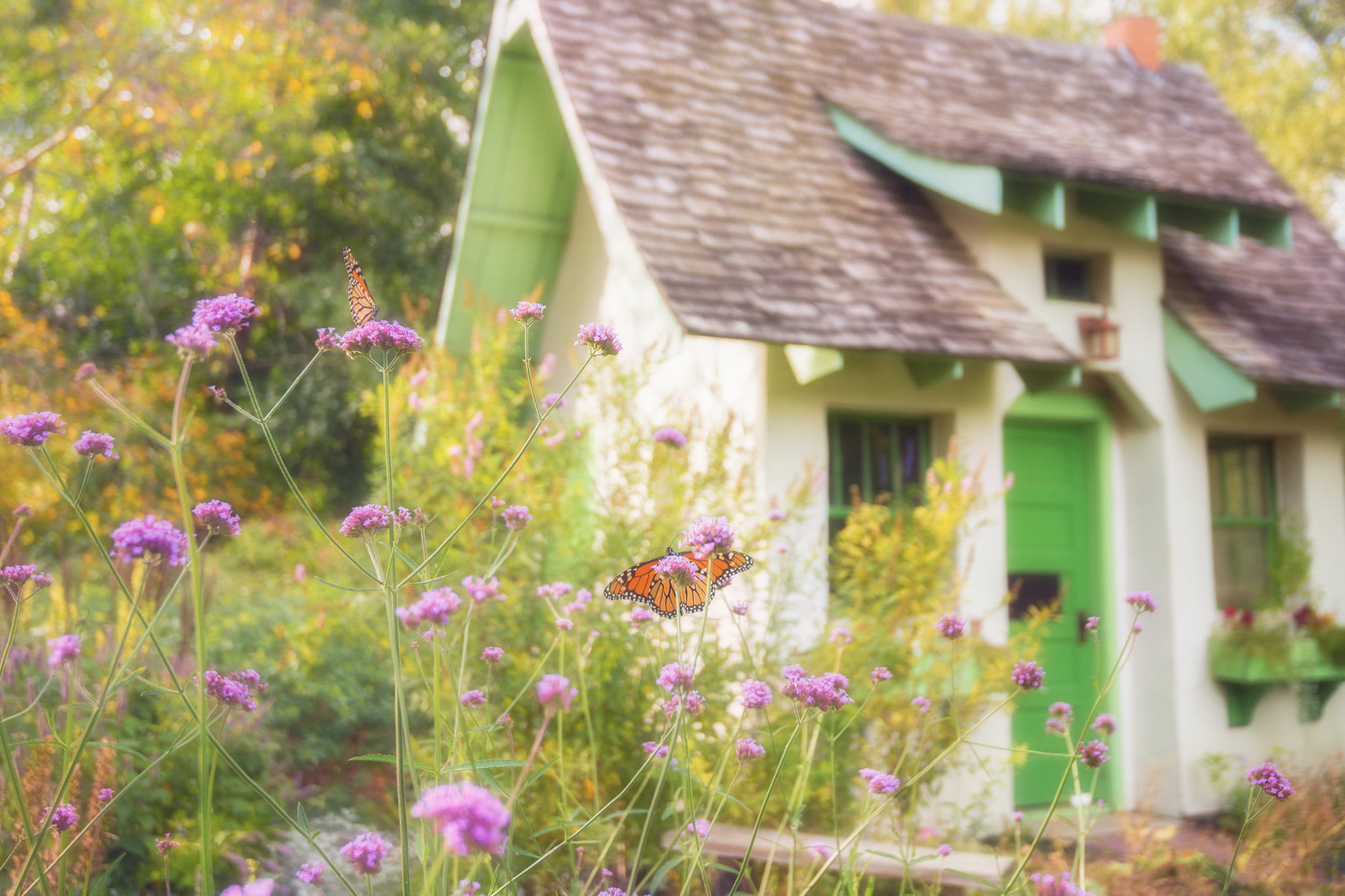 Butterflies at McCrory Gardens