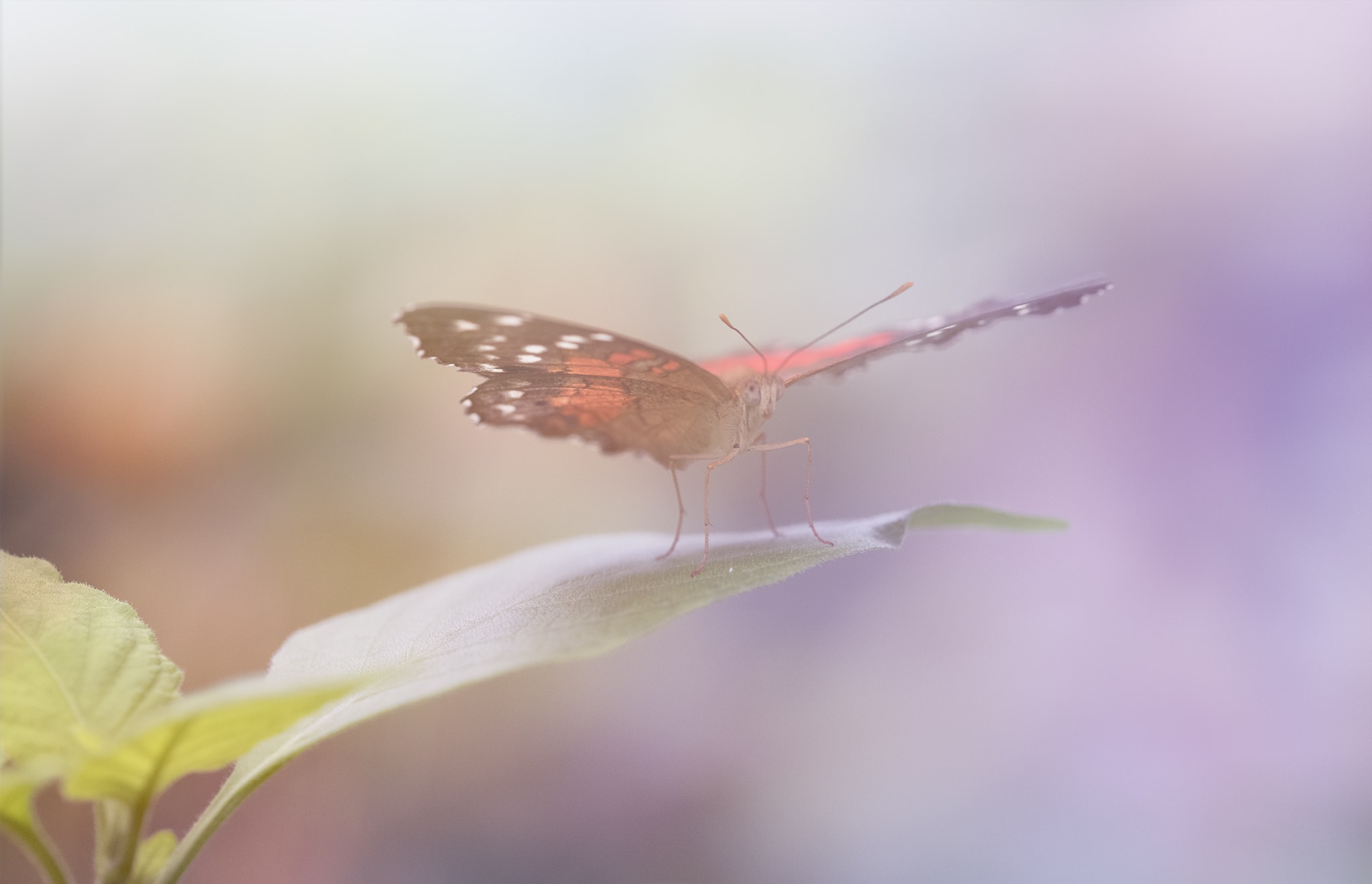 Vibrant Butterfly picture