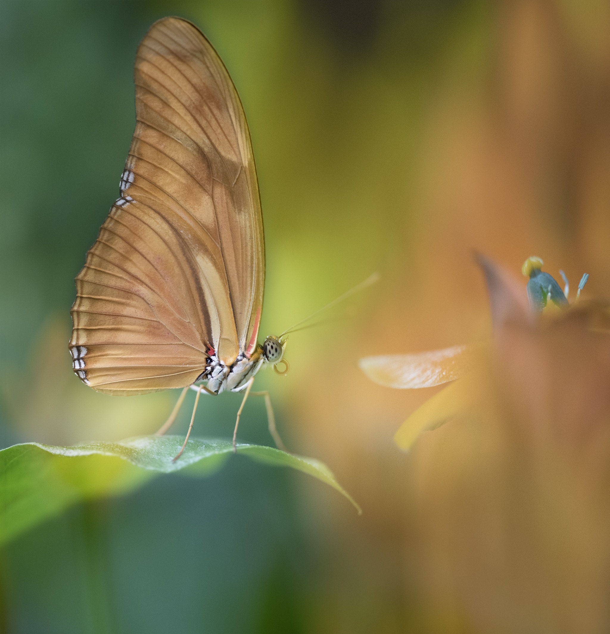 Butterfly picture