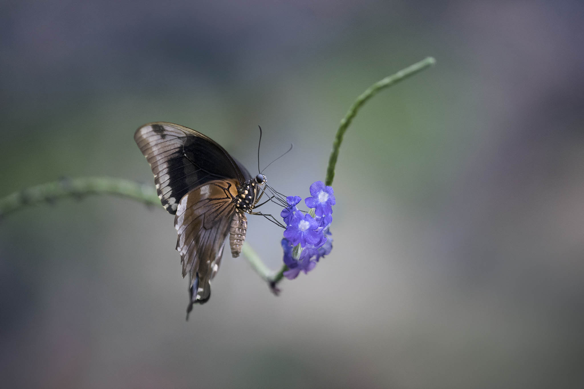 Black and Brown Butterfly on Purple Flower