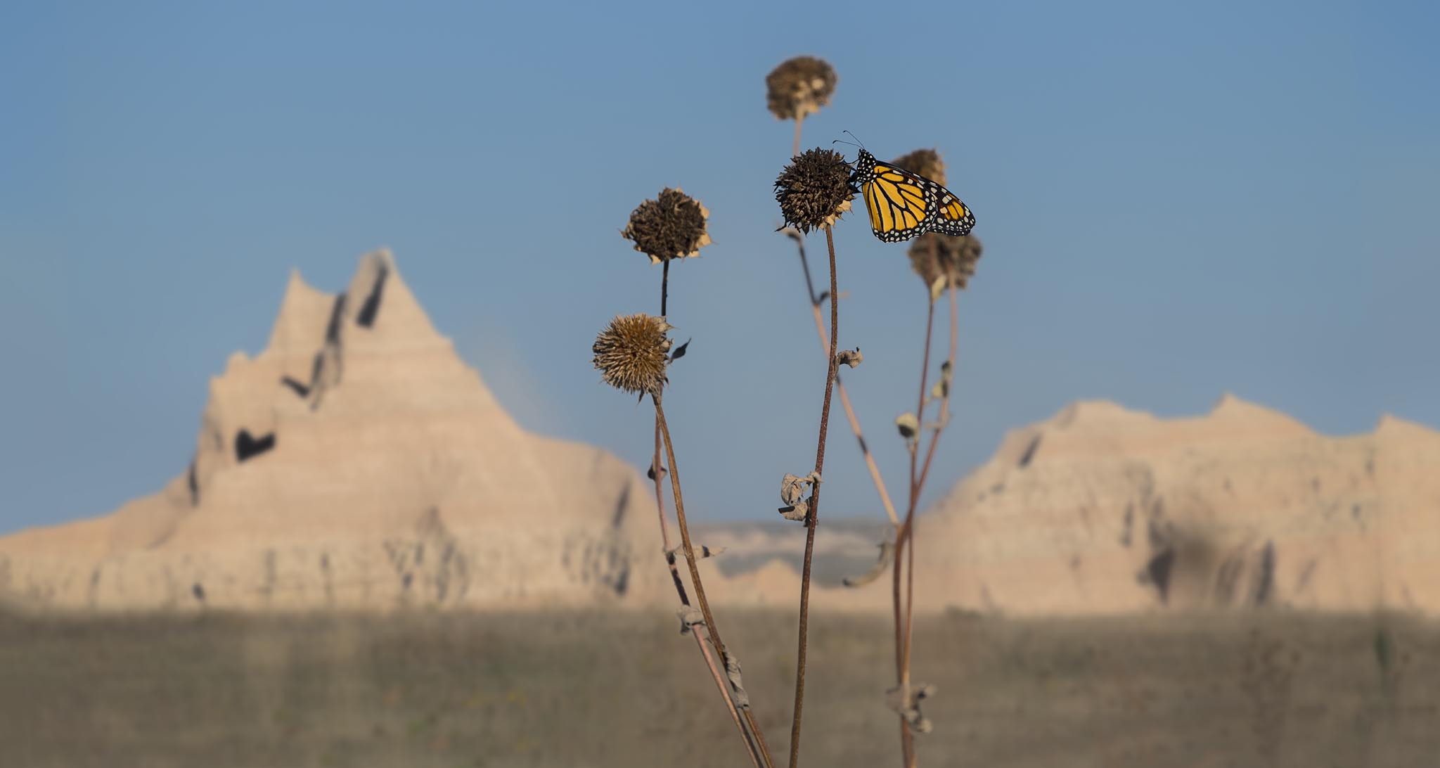Butterfly in Badlands South Dakota