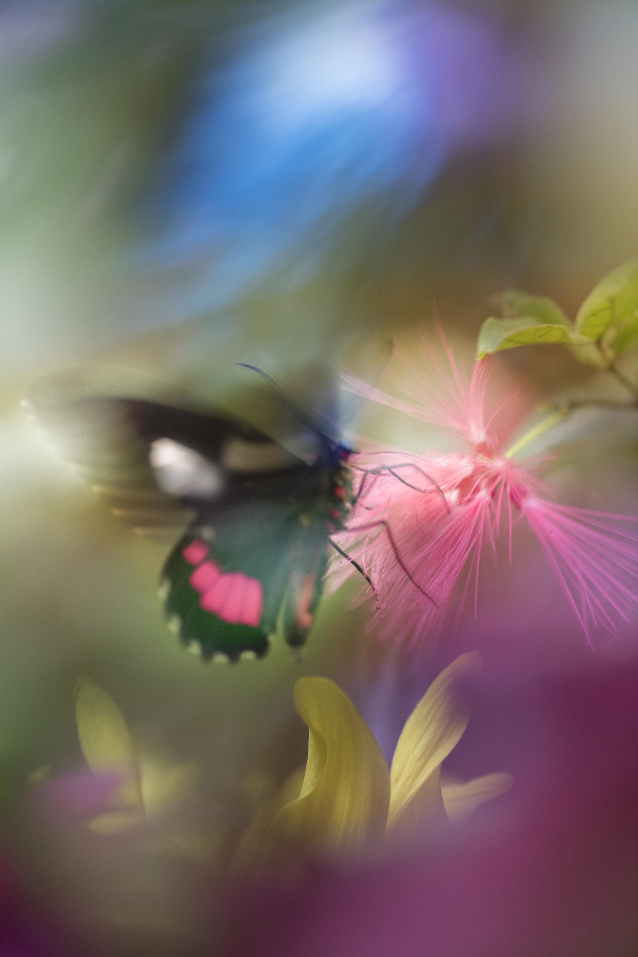 Beautiful Butterfly Colorful Wallpaper 143 Realistic Butterfly Stock