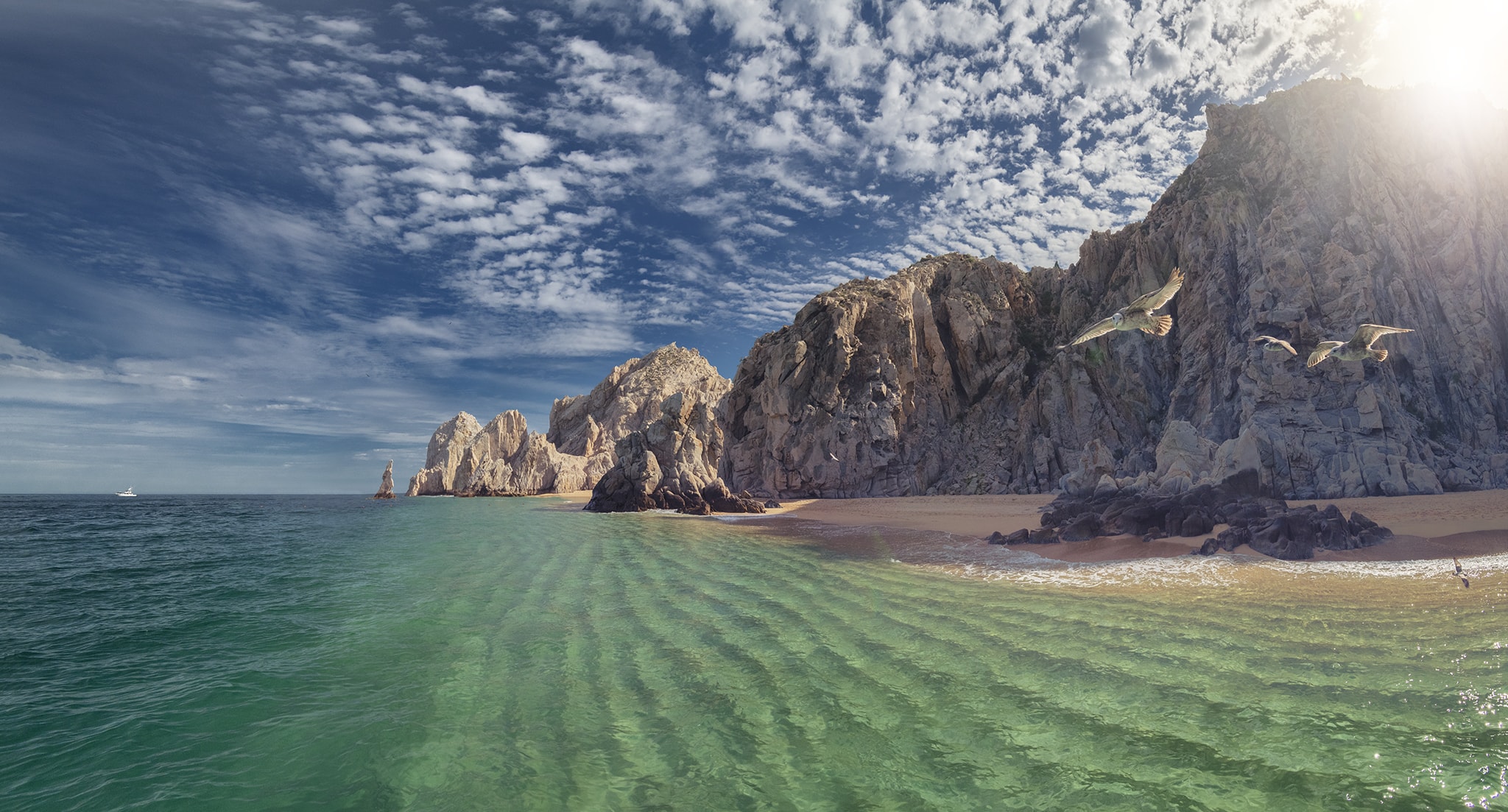 Seagulls flying along Cabo San Lucas