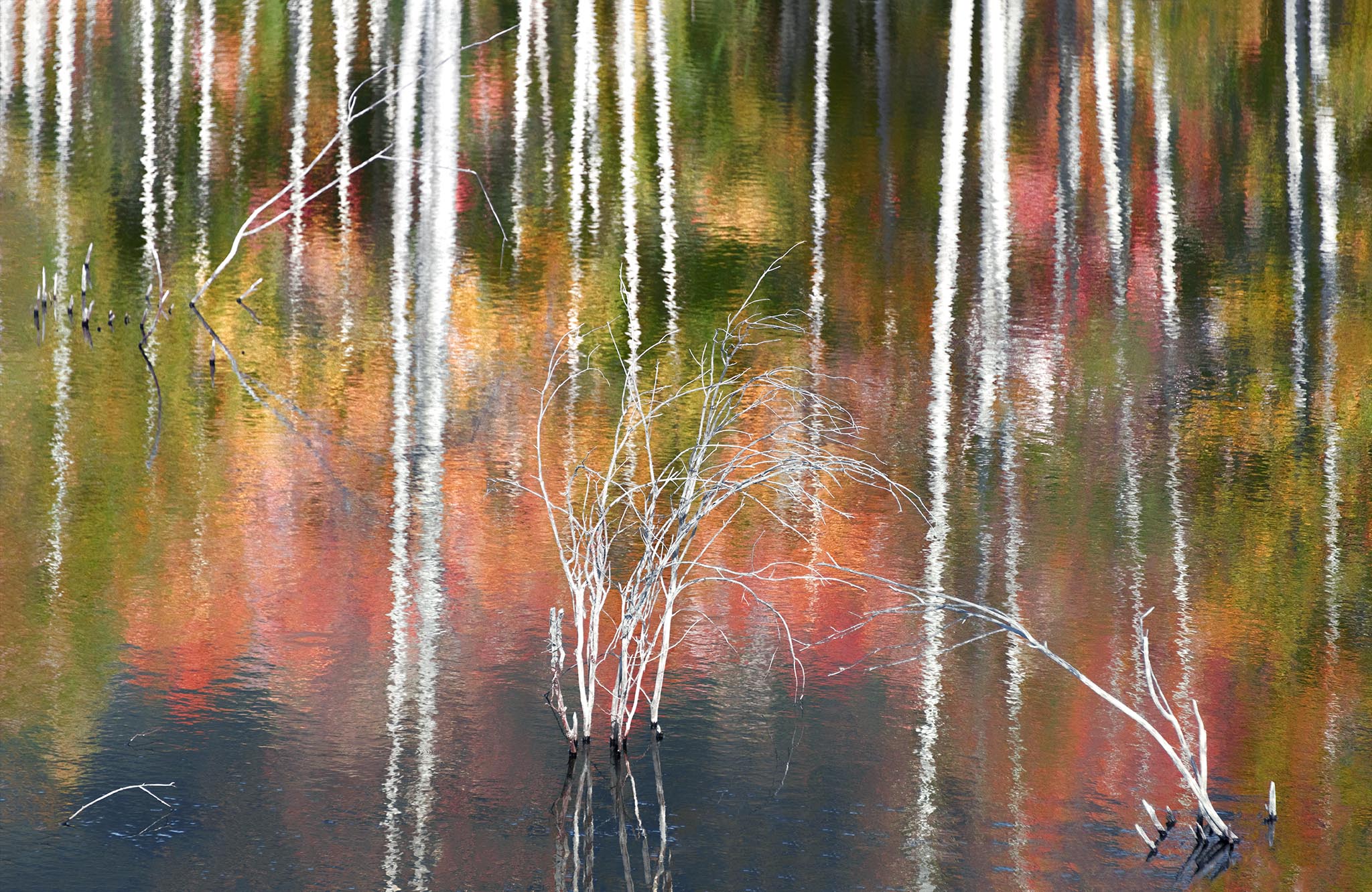White Aspens in a reflection of colorful fall foliage.