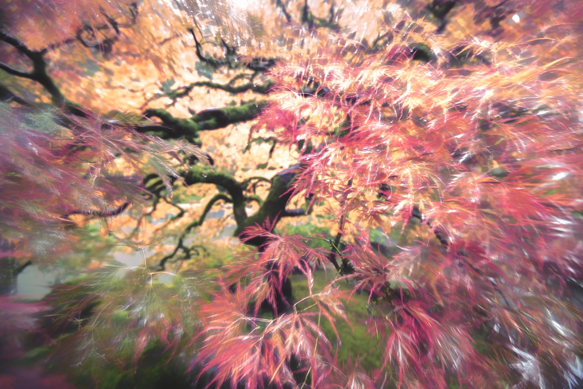 Abstract Picture of Japanese Maple