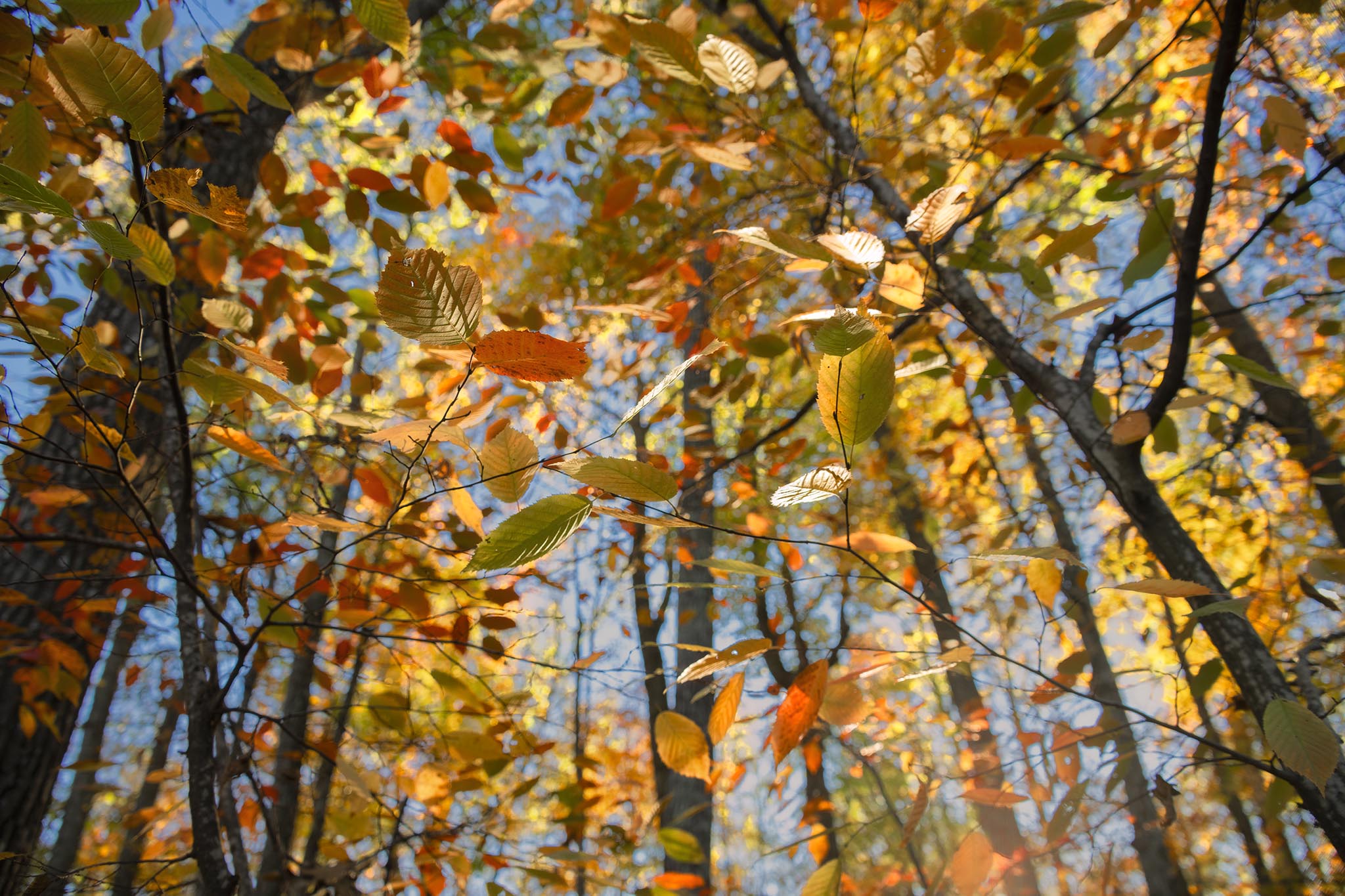 Fall Colorful Leaves in Forest