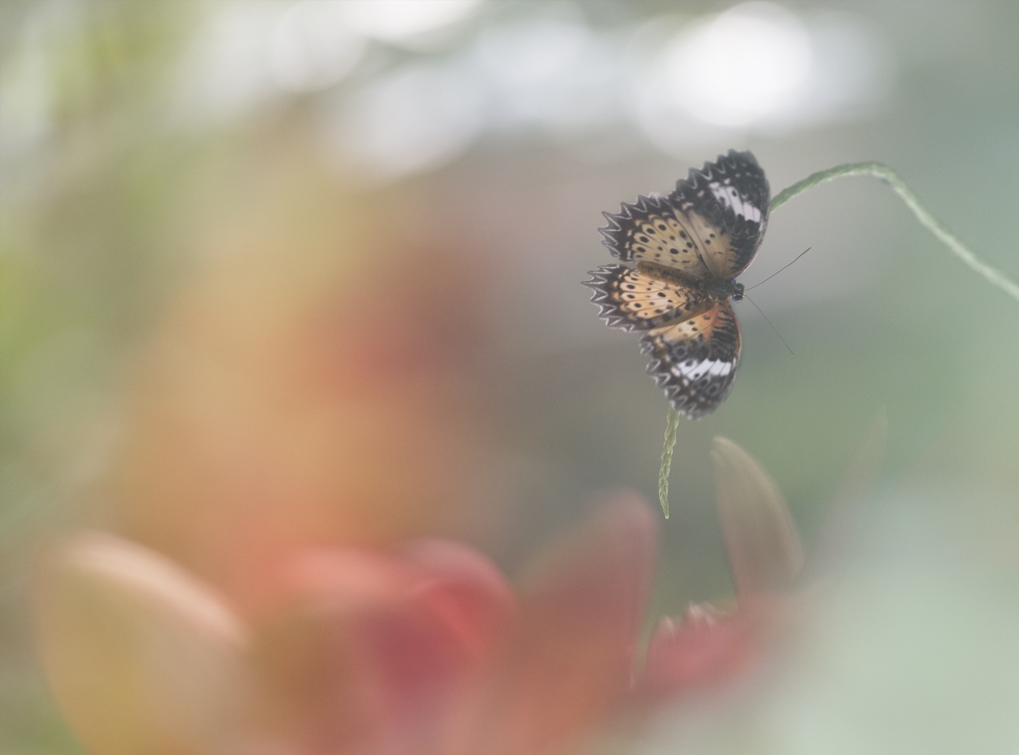 Colorful Butterfly Picture