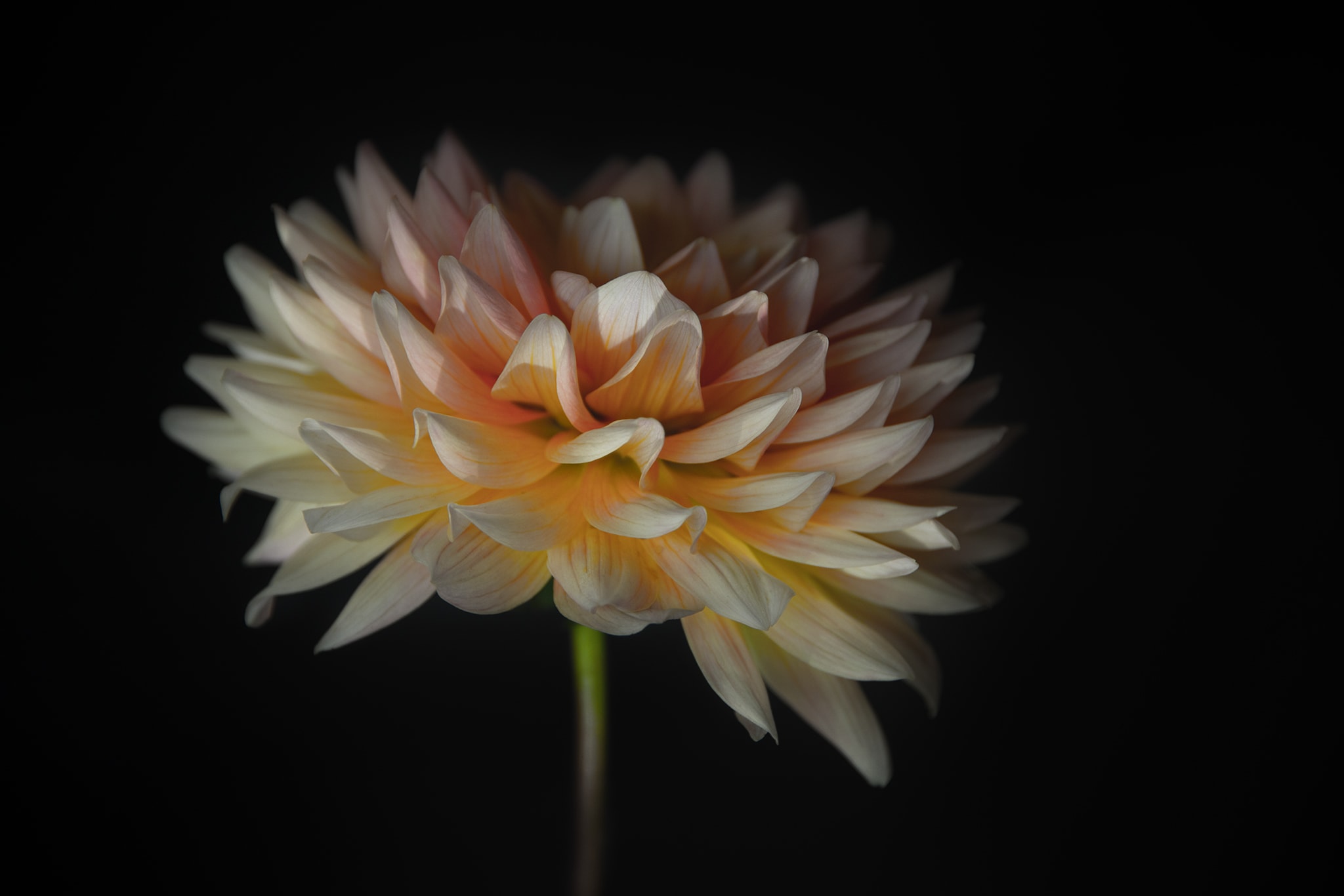 Dahlia Photo