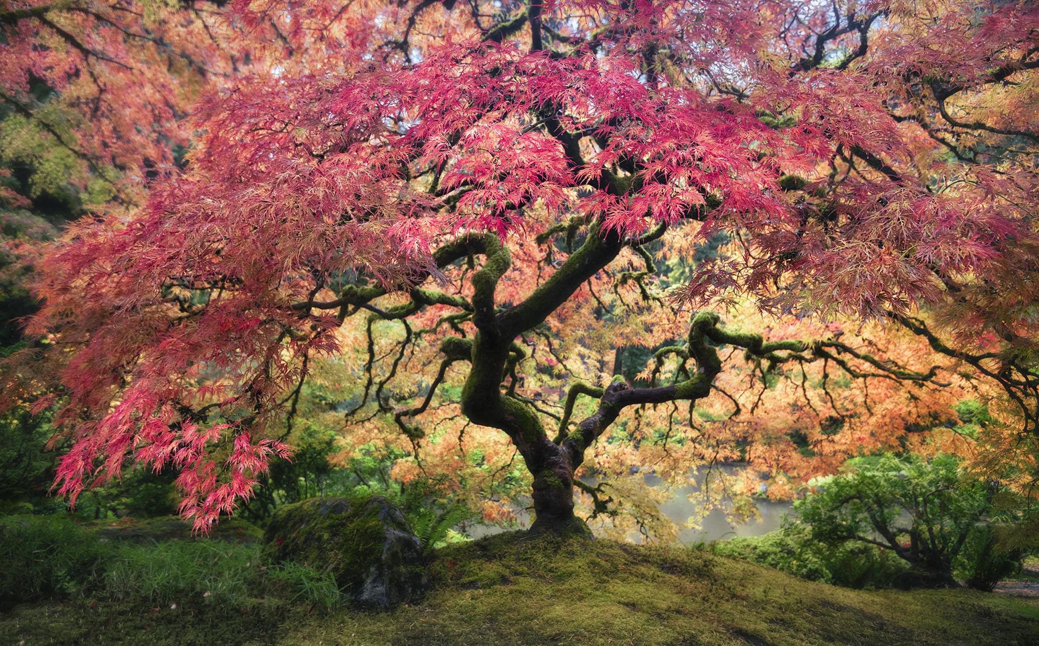 Japanese Maple in Autumn Colors
