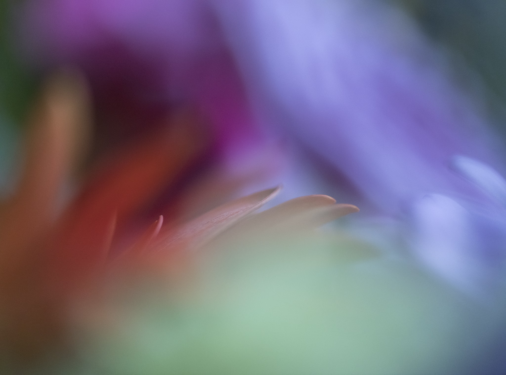 Colorful Abstract Flowers