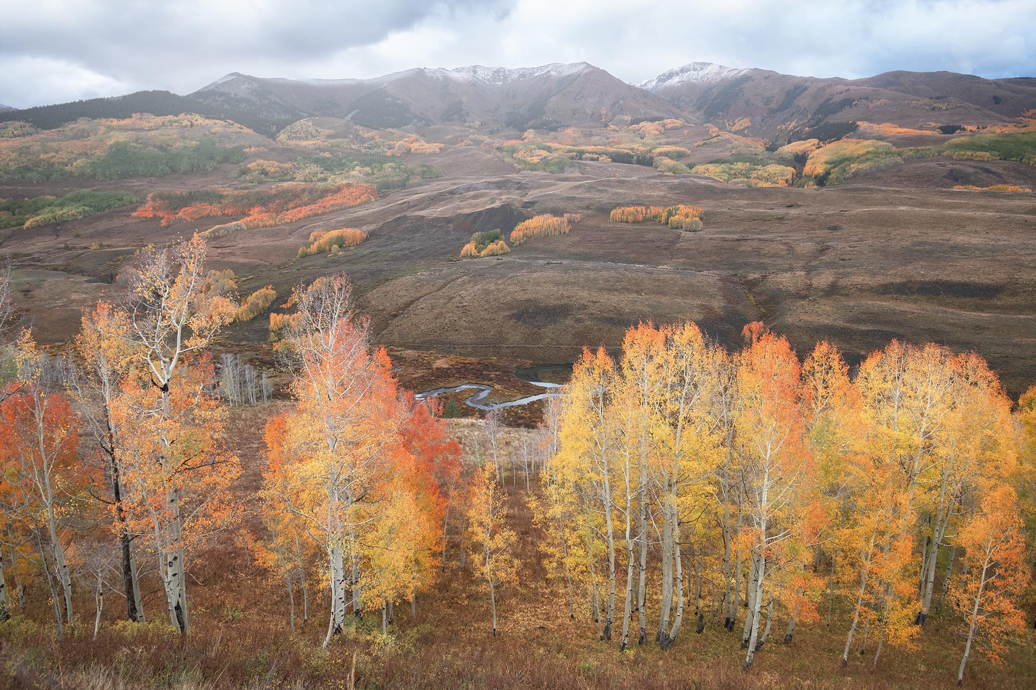 Aspen Trees in Fall at Crested Butte