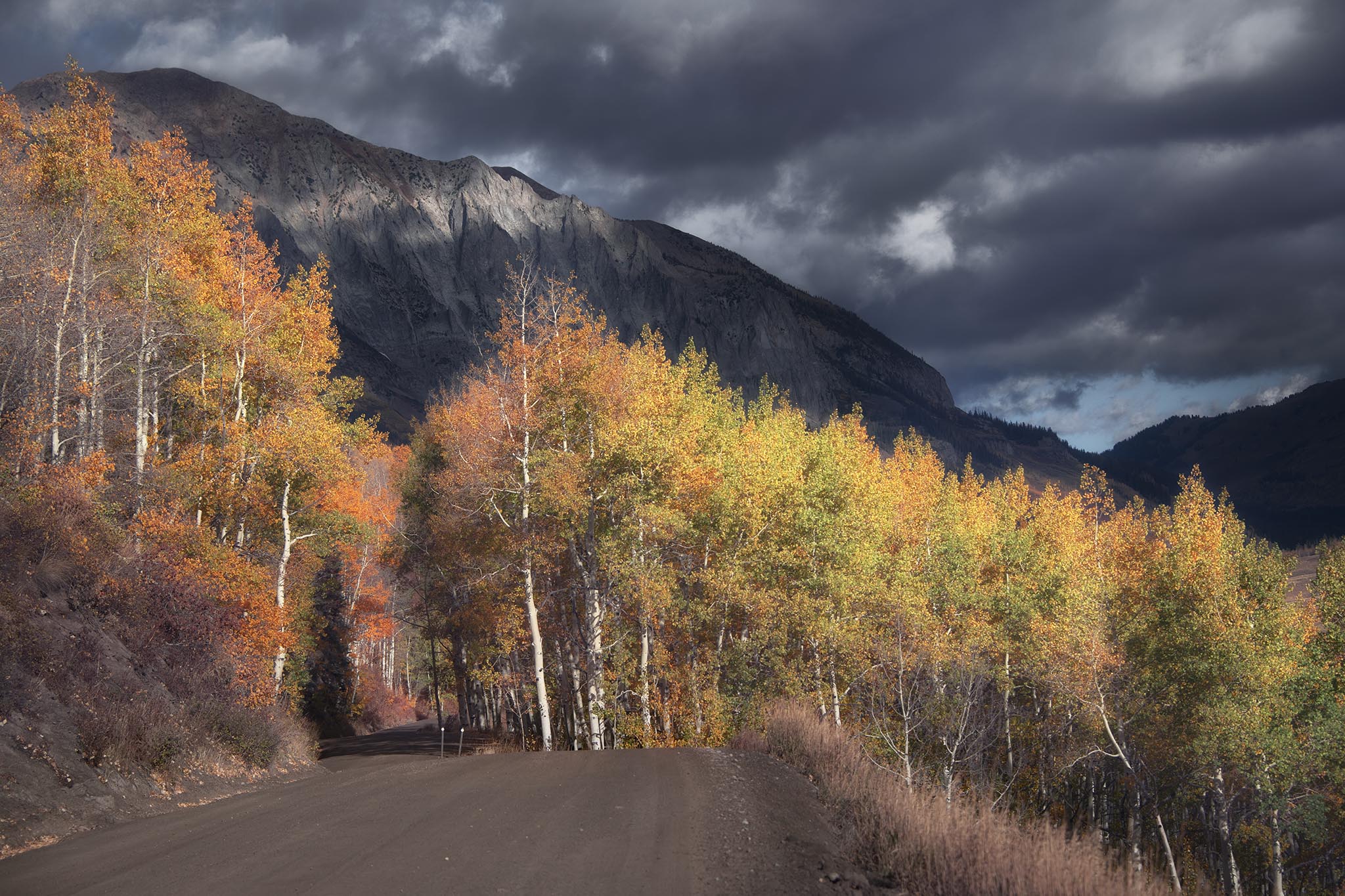 Aspen Trees at Crested Butte
