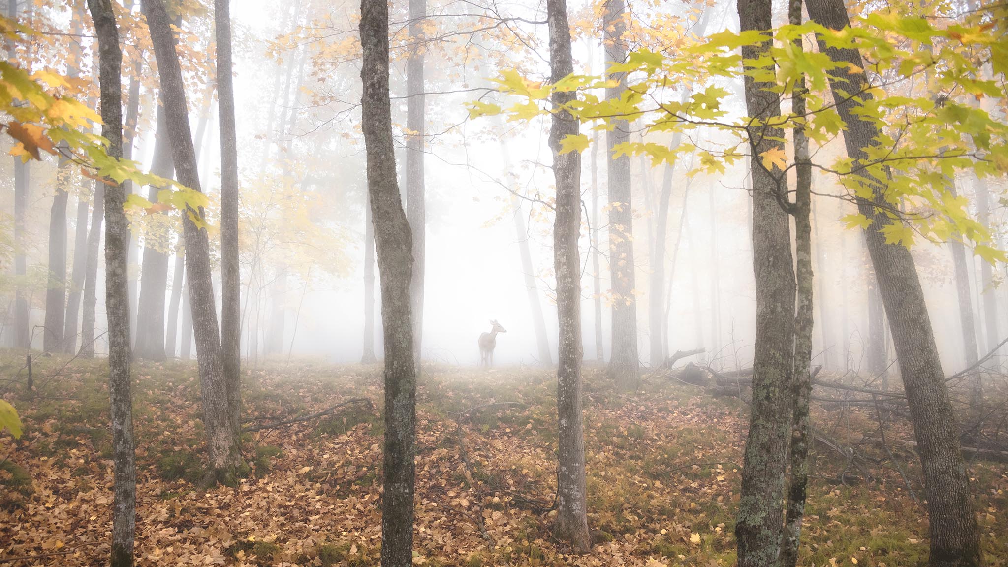 Foggy forest with deer in distance