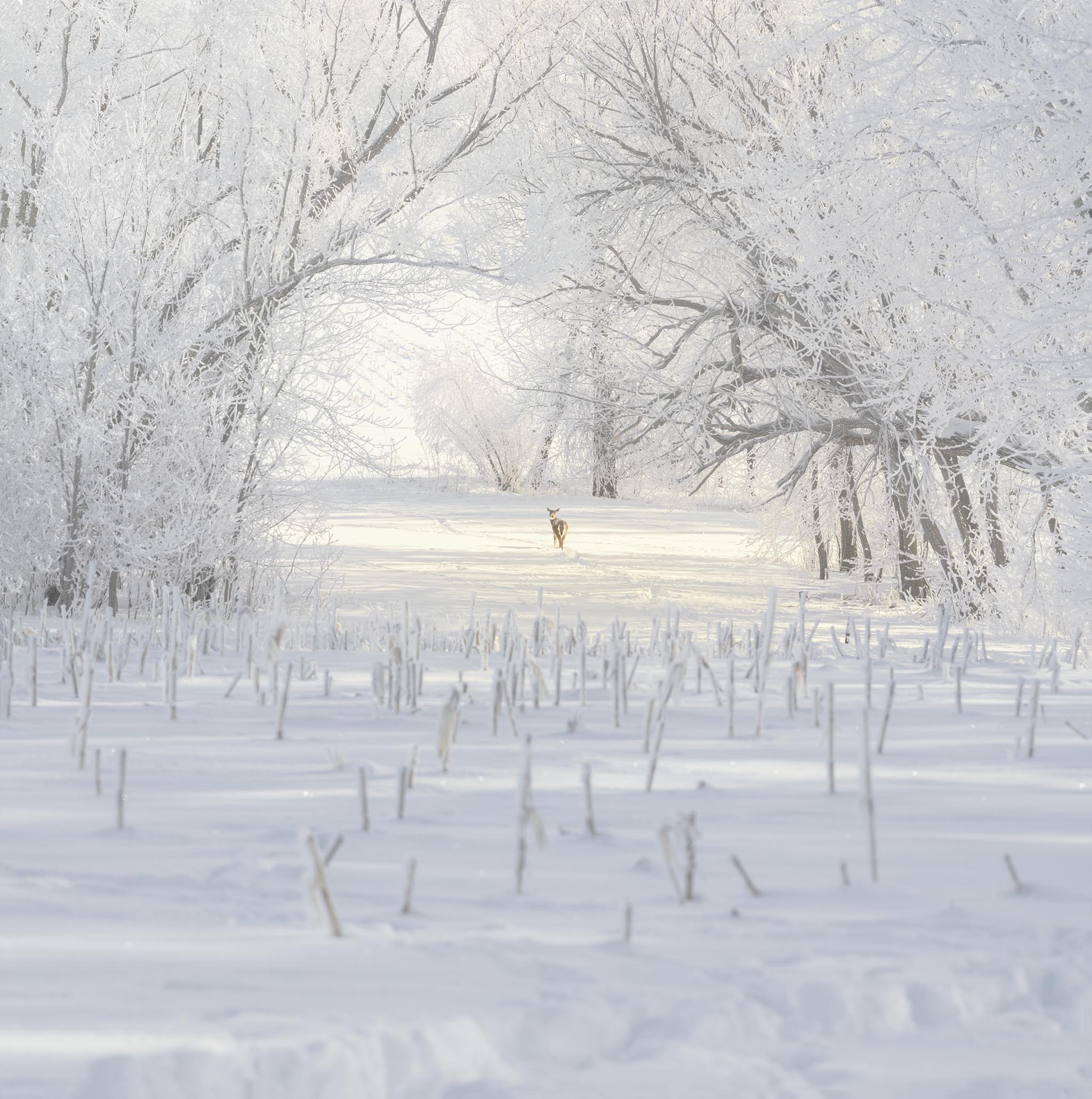 Deer standing among trees in winter