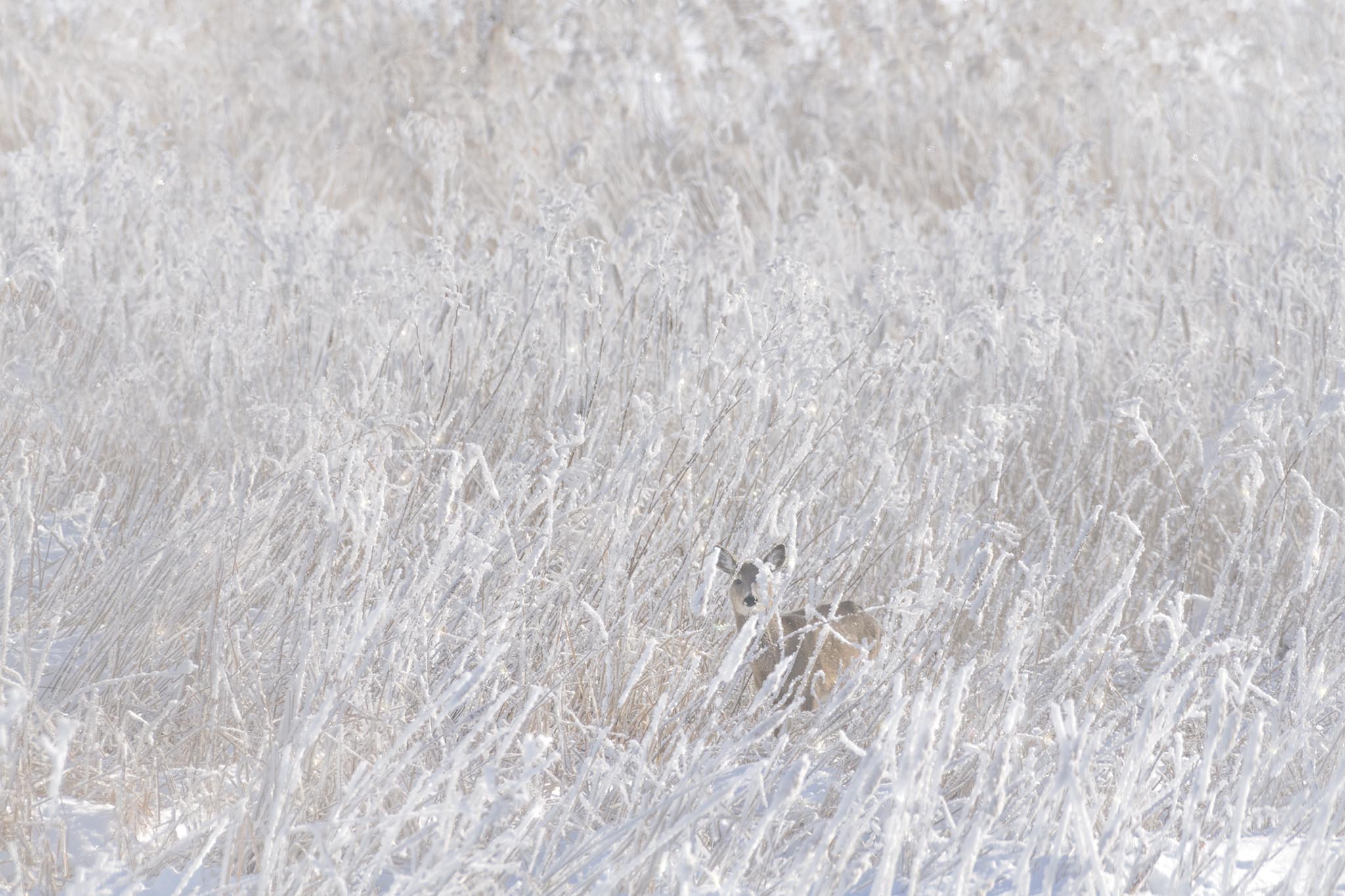 Deer Walking Through Frosted Field