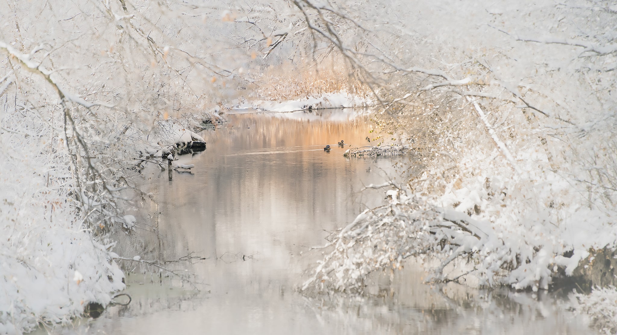 Ducks Swimming in Winter Stream