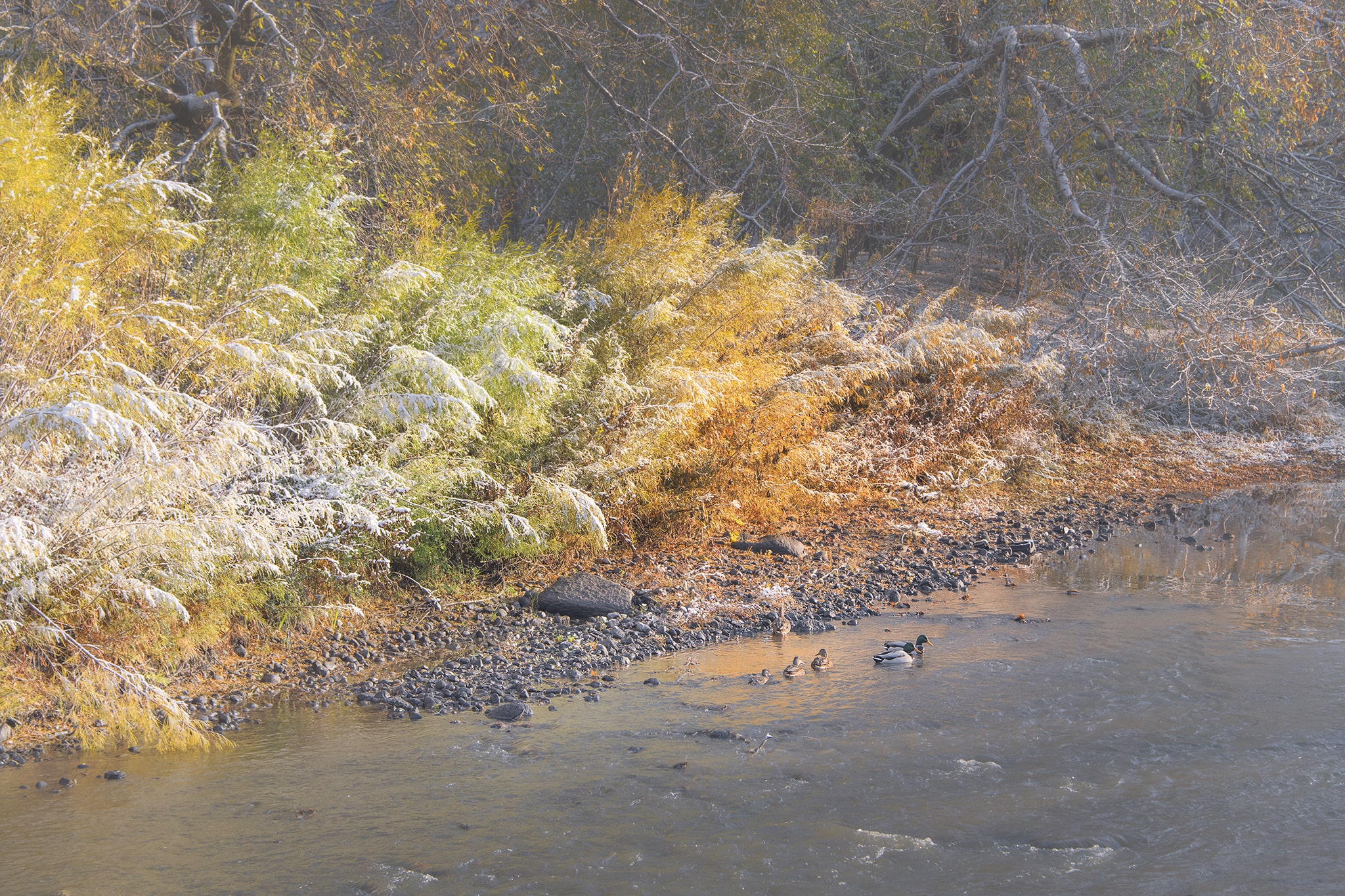 Ducks swimming in snowy stream