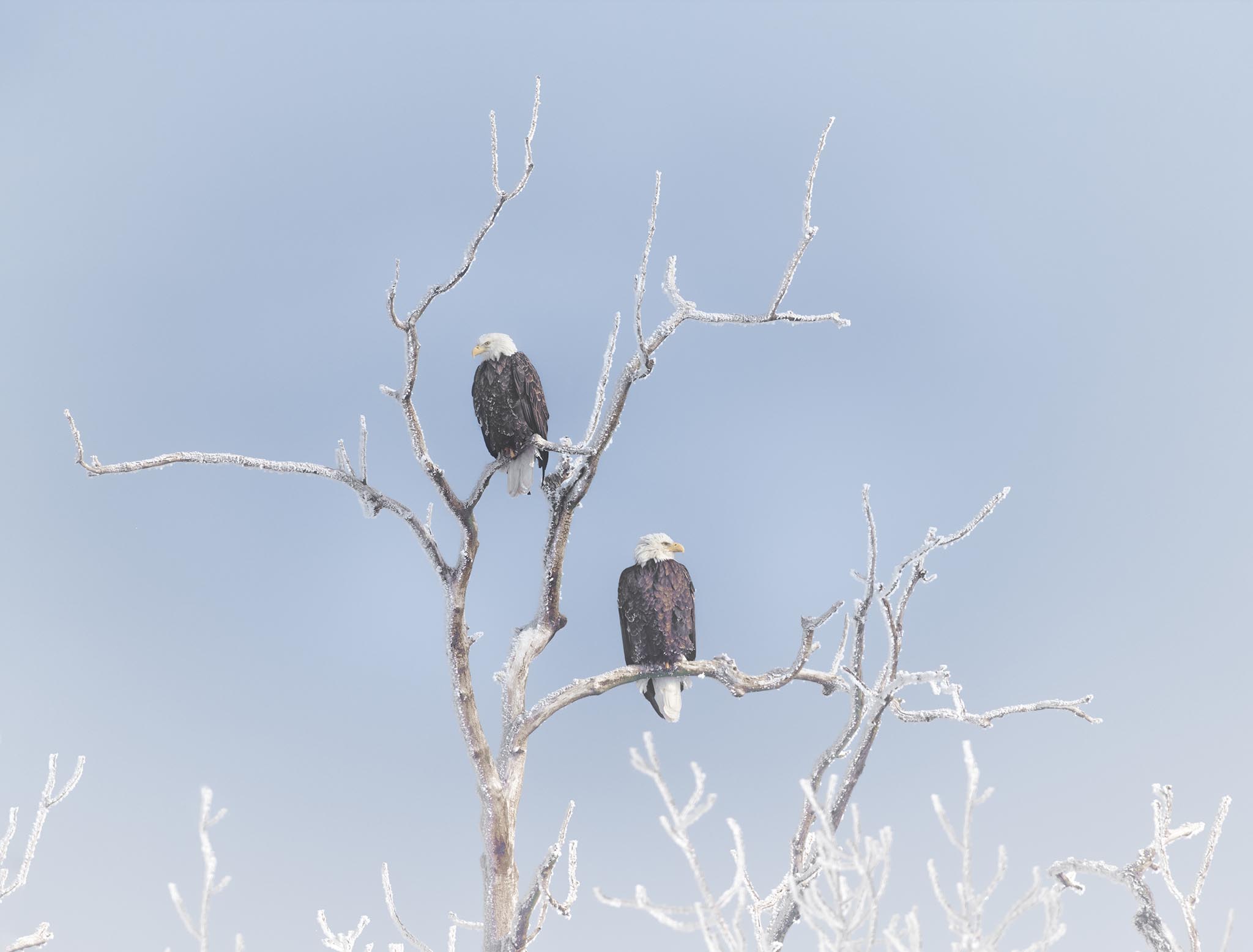 Two Eagles in Frosted Tree