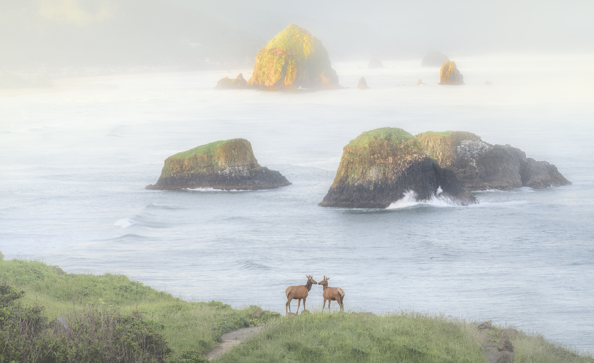 Elk at Ecola State Park at Dawn