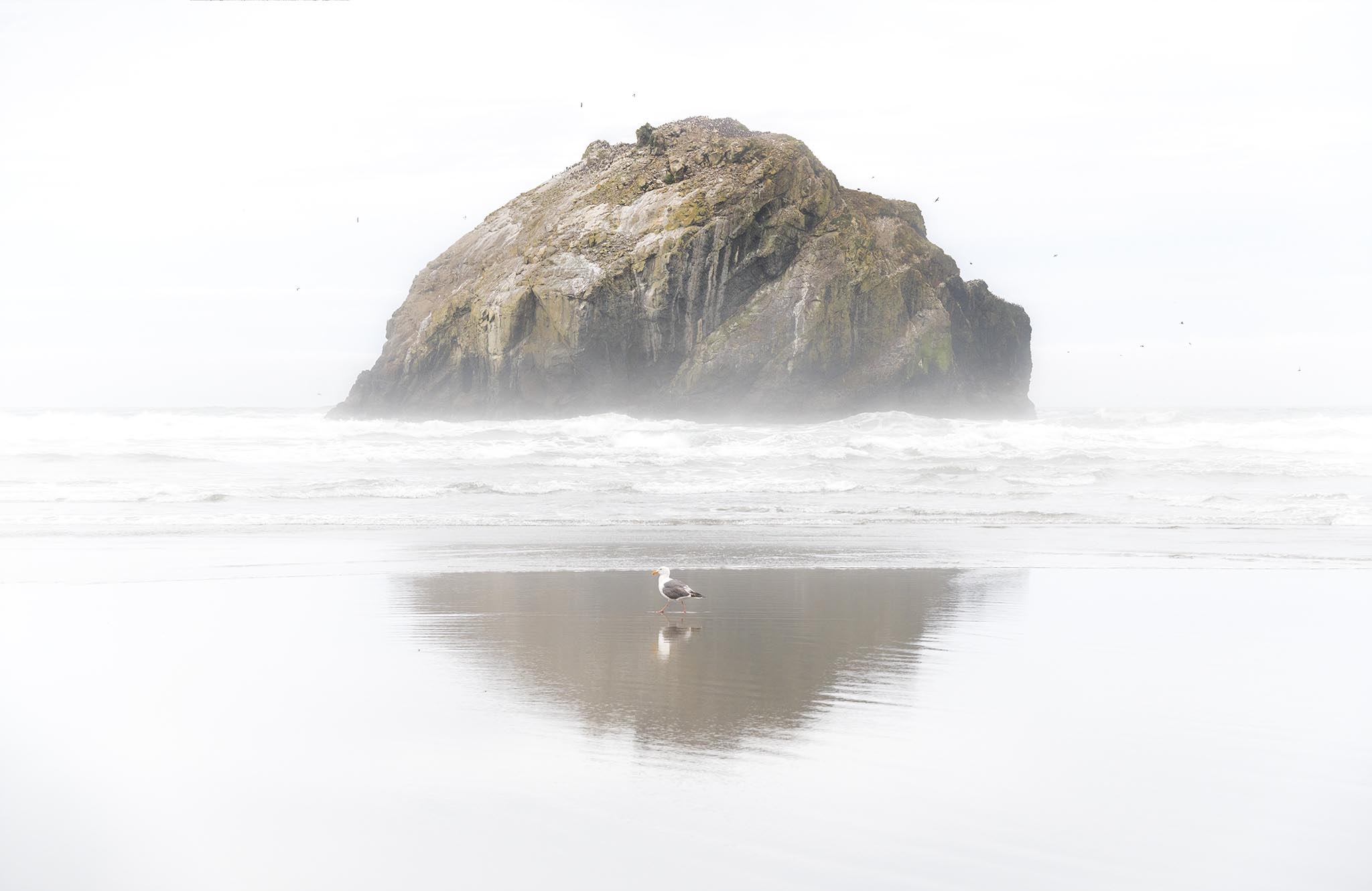 Face Rock in Oregon with Seagull