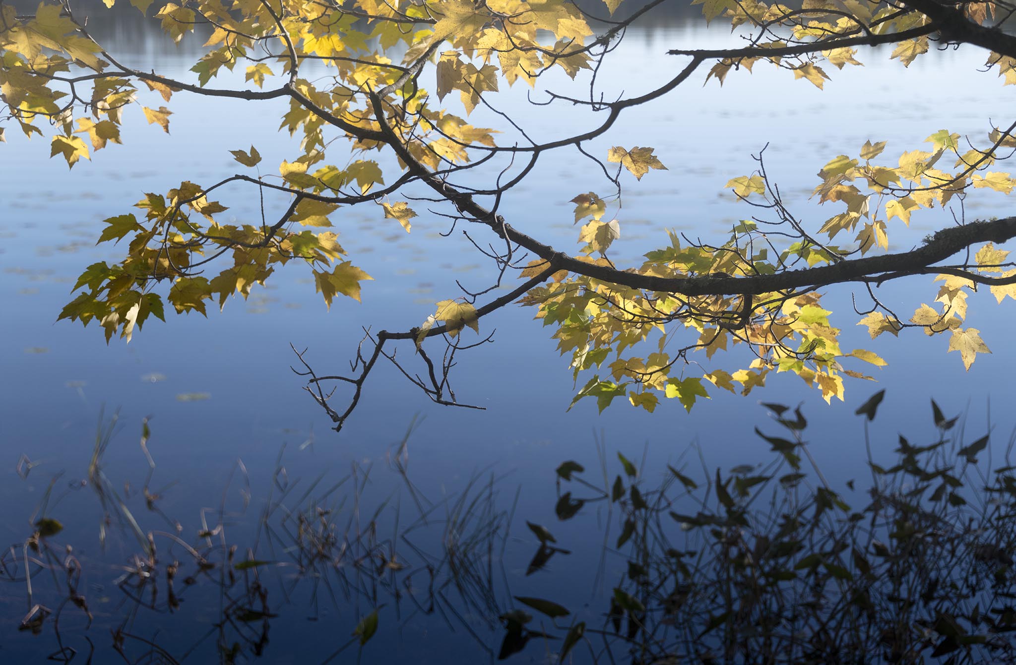 Branch over water with yellow golden leaves