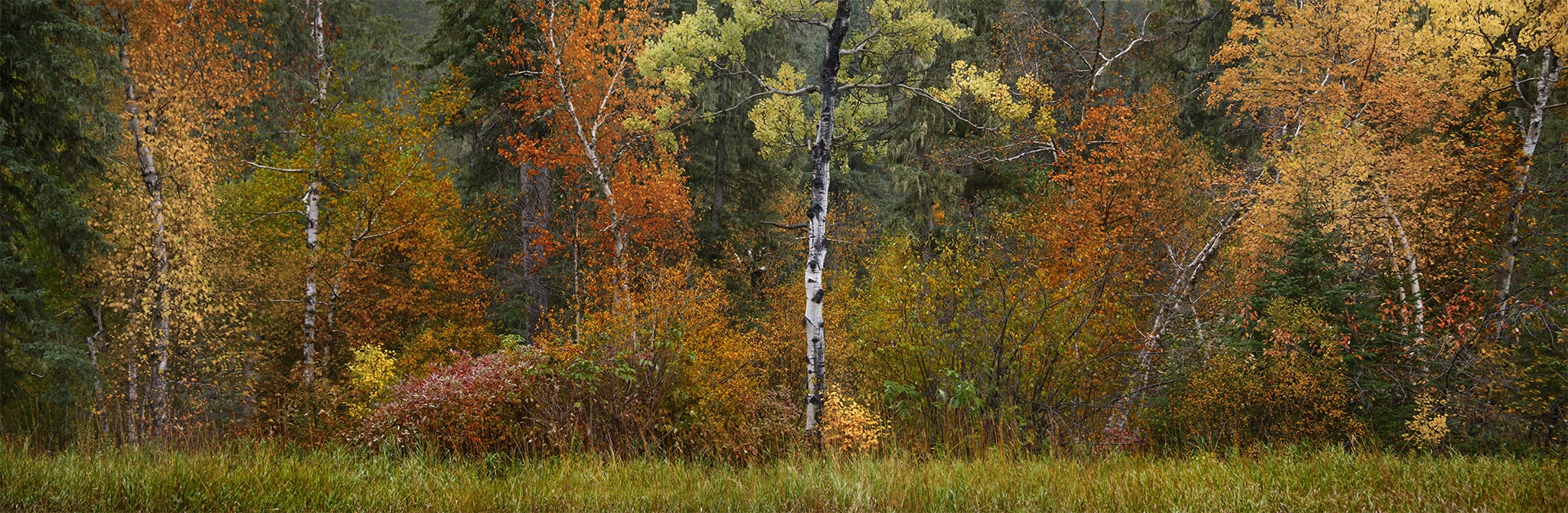 Birch Tree and Fall Foliage