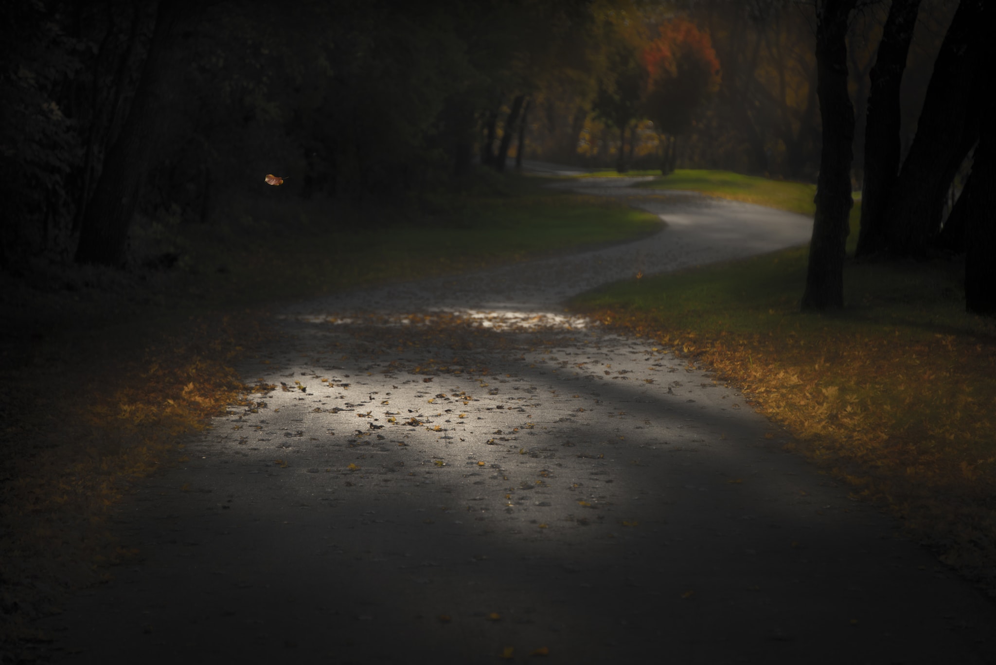 Leaf in Light on Trail Artwork