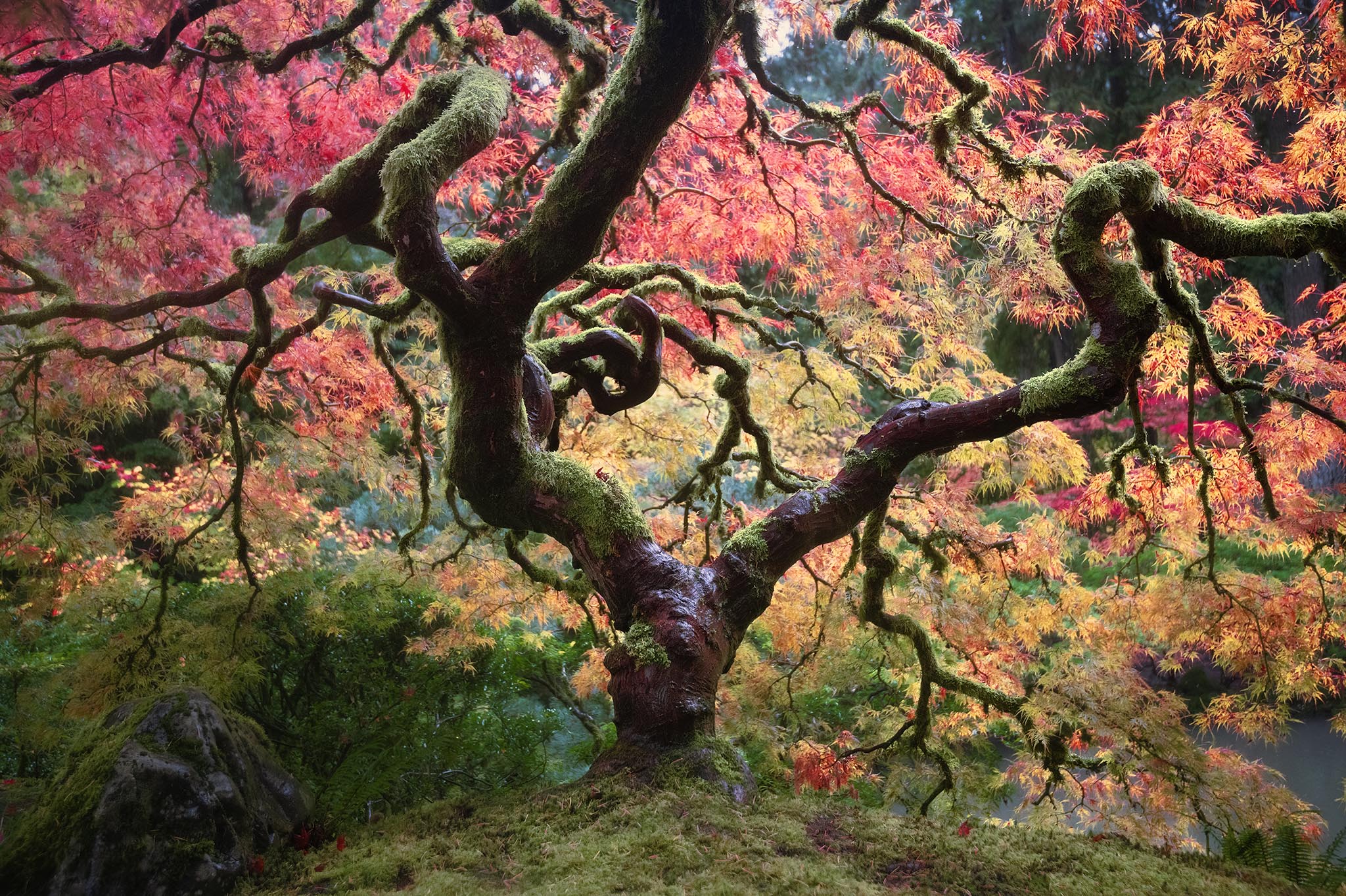 Branches of Japanese Maple in Fall