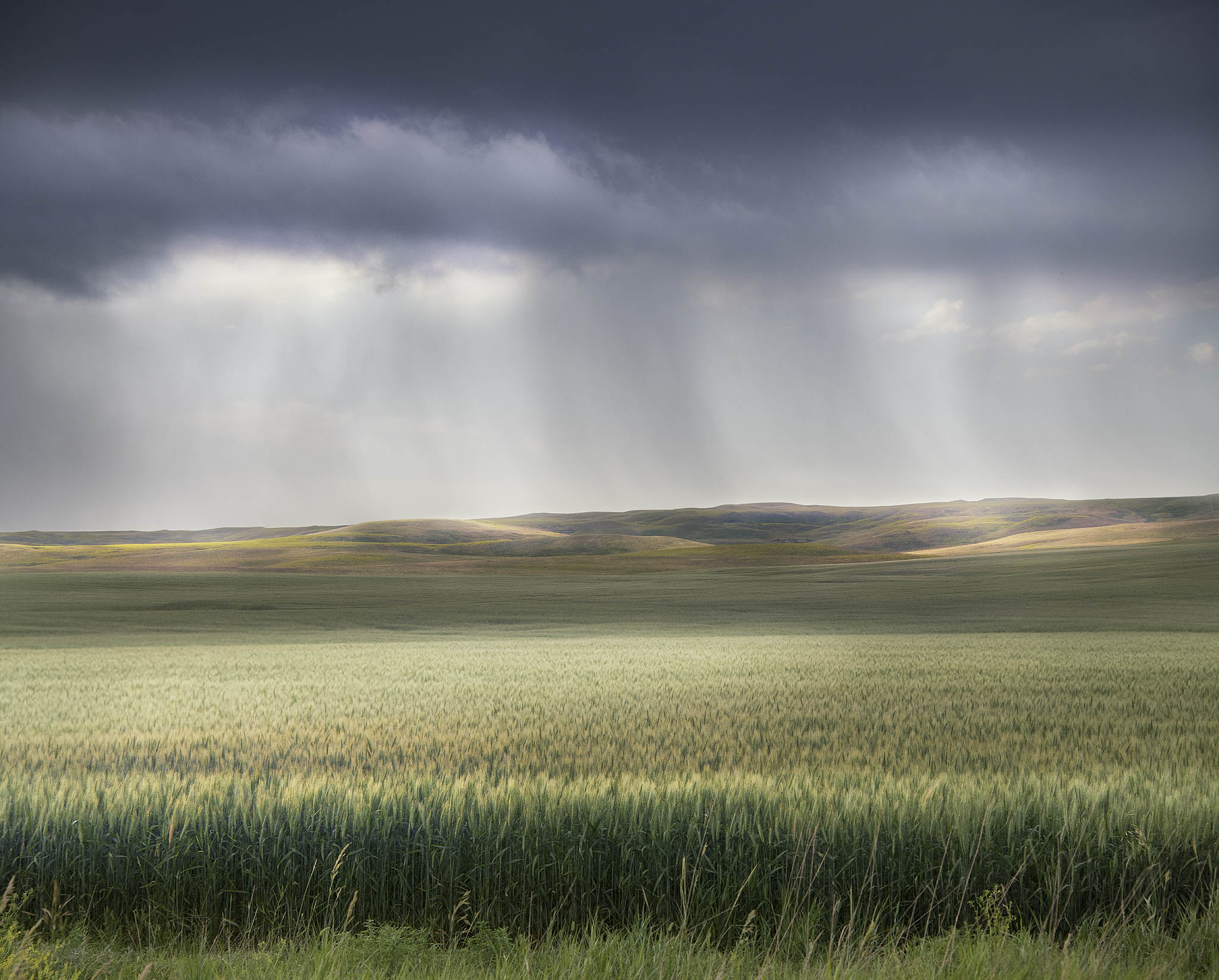 Rain in Fields