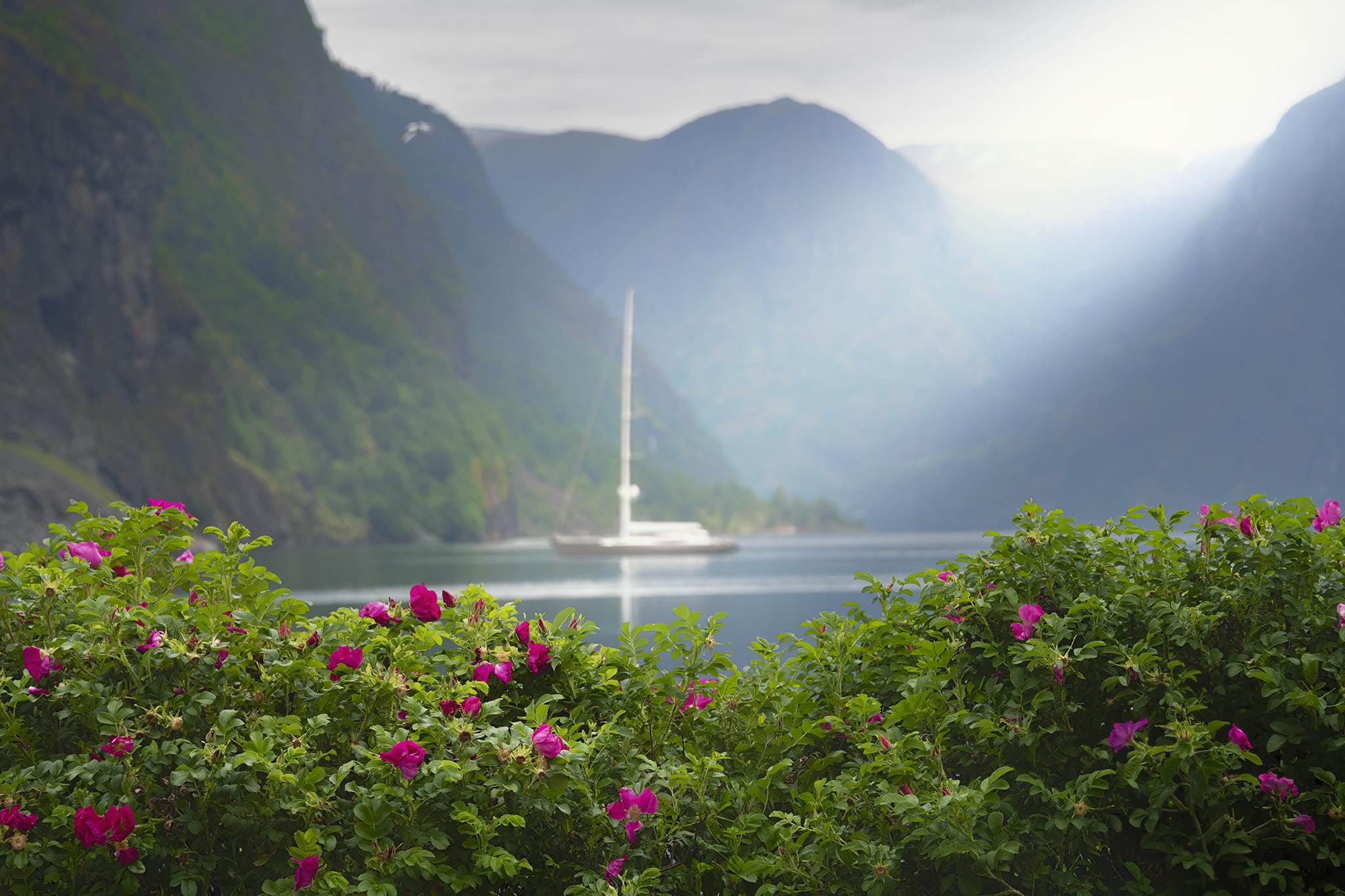 Pink Flowers on Flam Shoreline