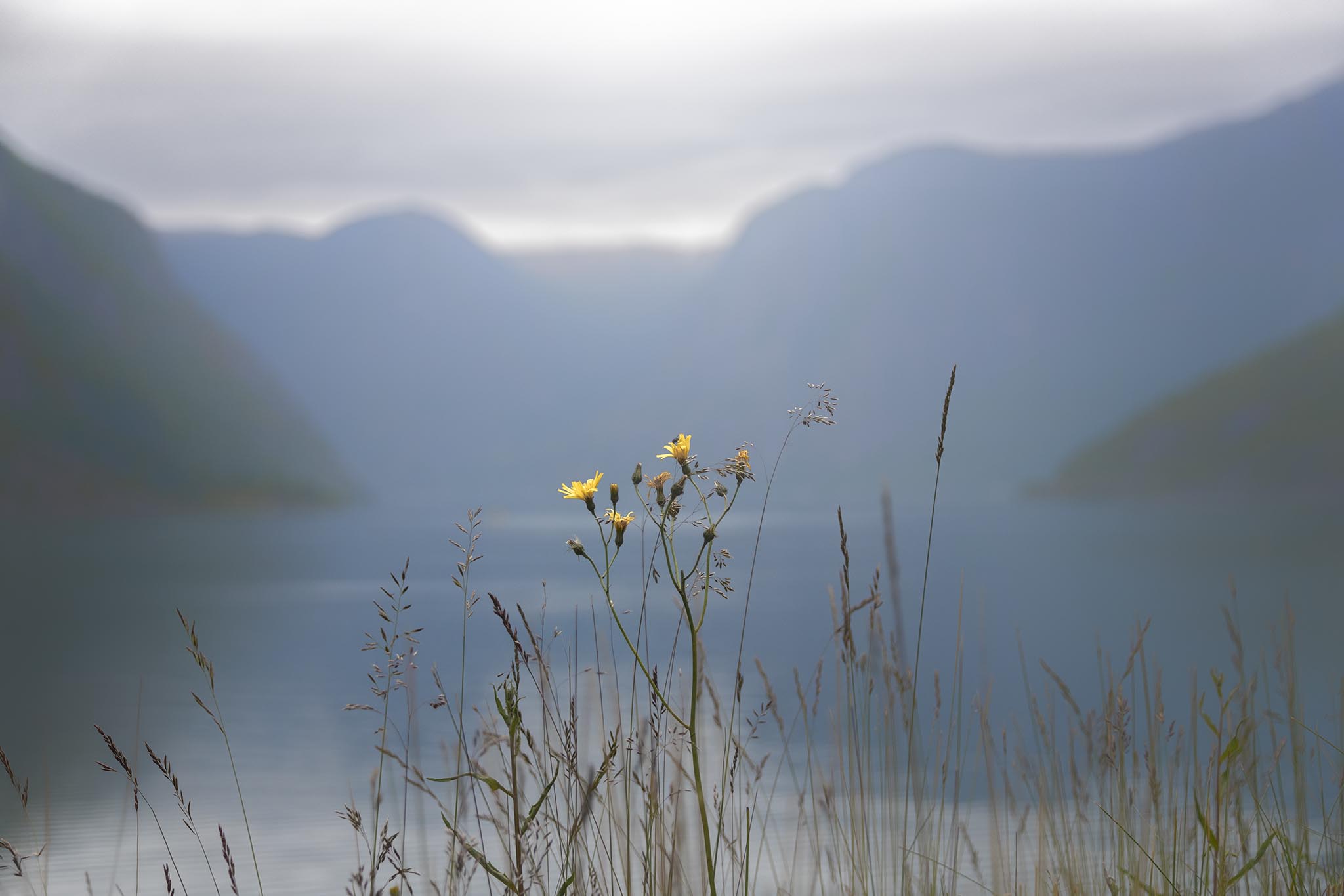 Wild flowers in Flam