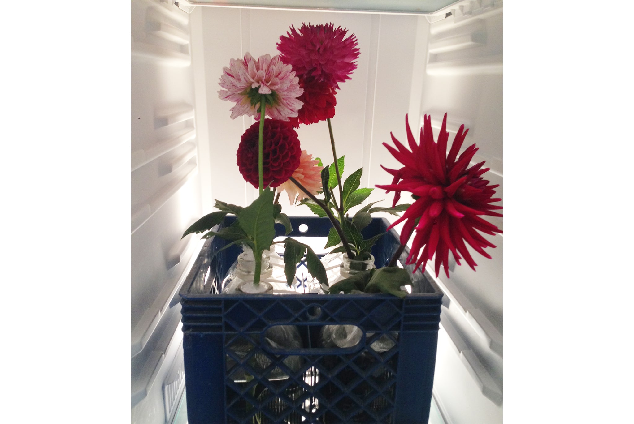 Dahlia Flowers in Fridge