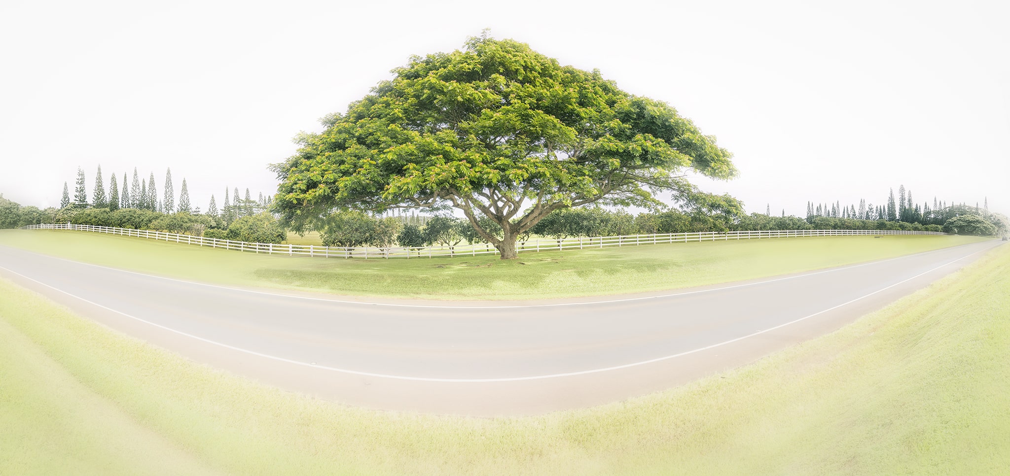 Tree and Fence in Hawaii