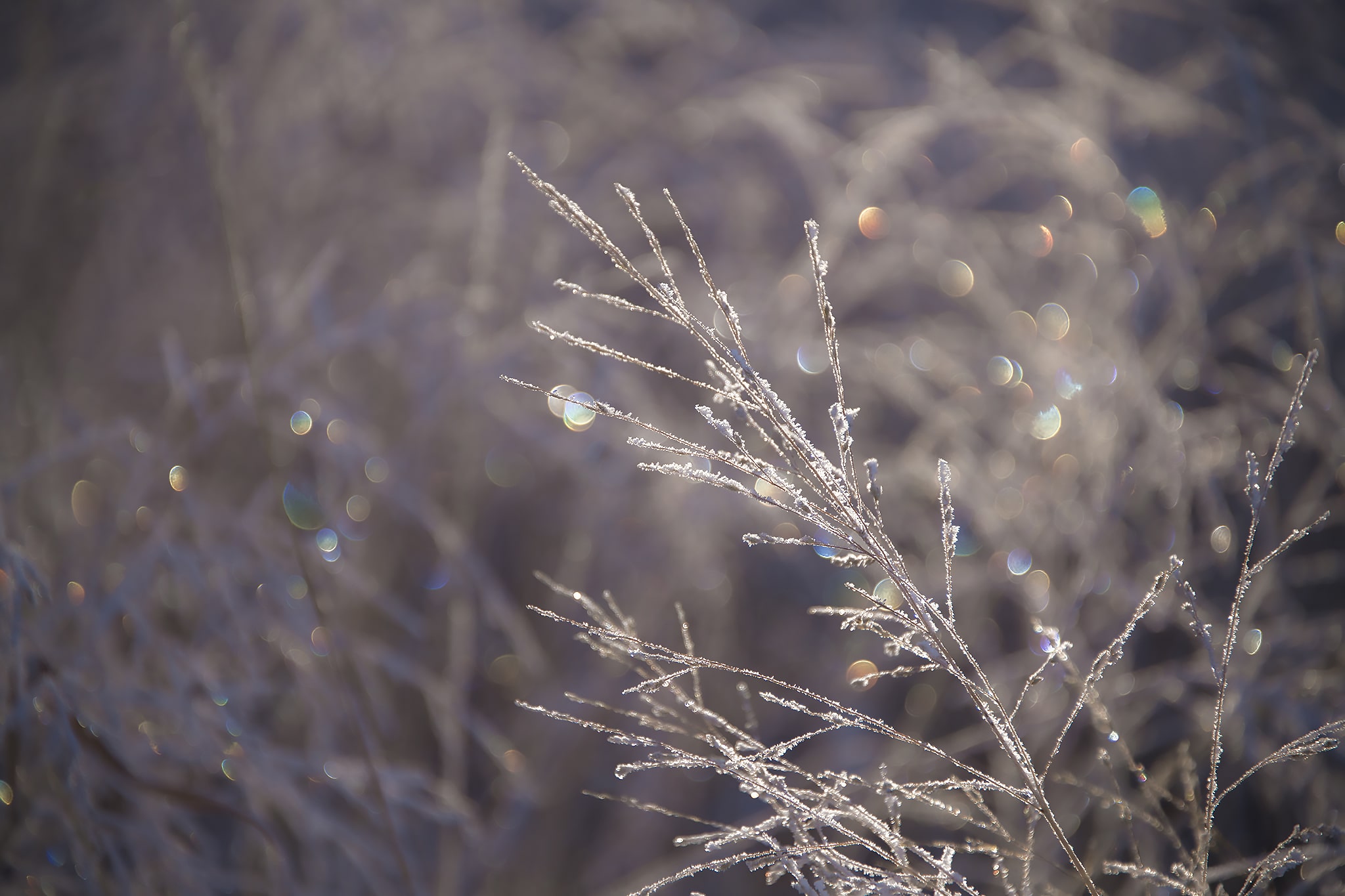 Picture of Glistening Frost