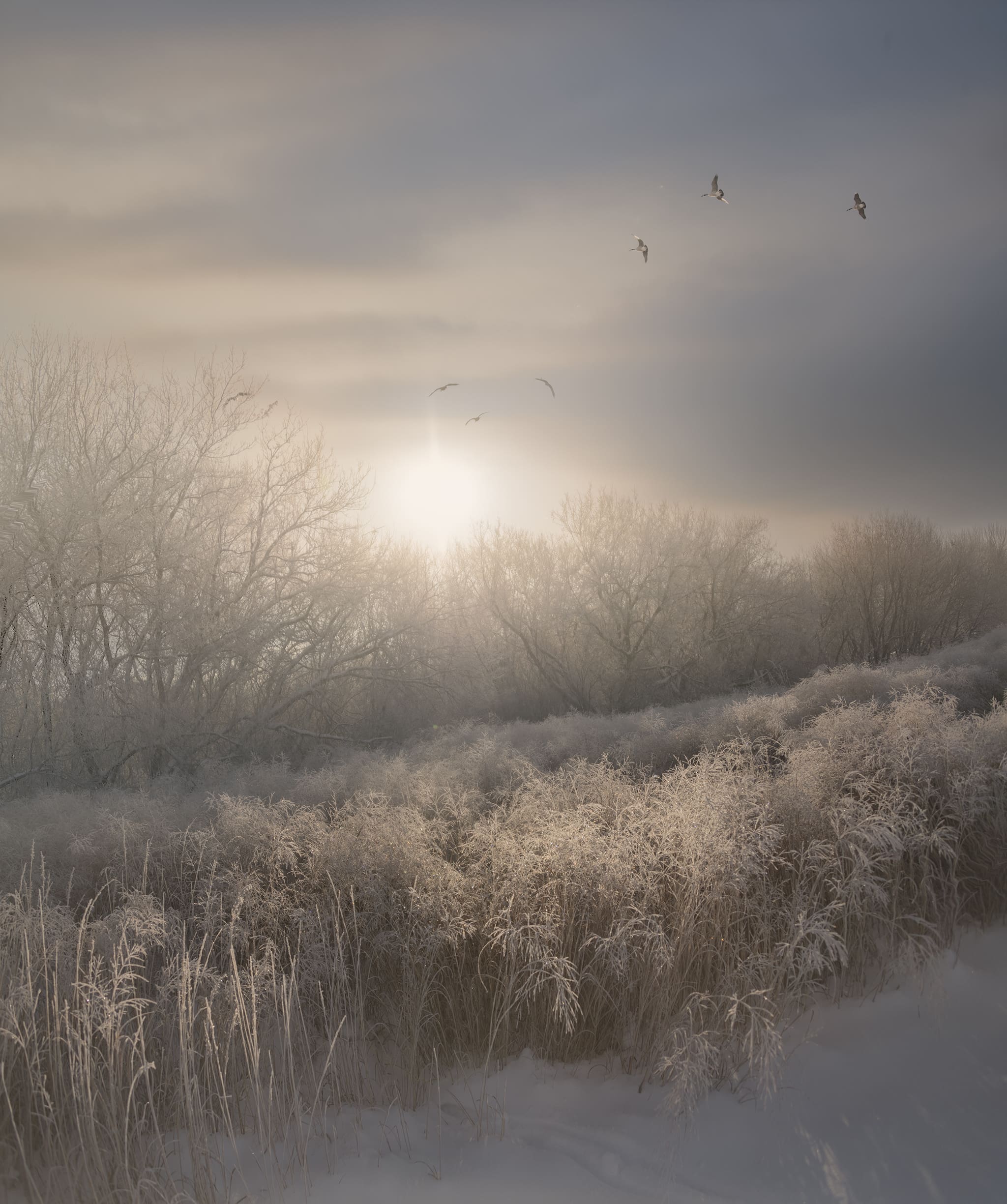 Canadian Geese Flying in Morning Frosted Landscape