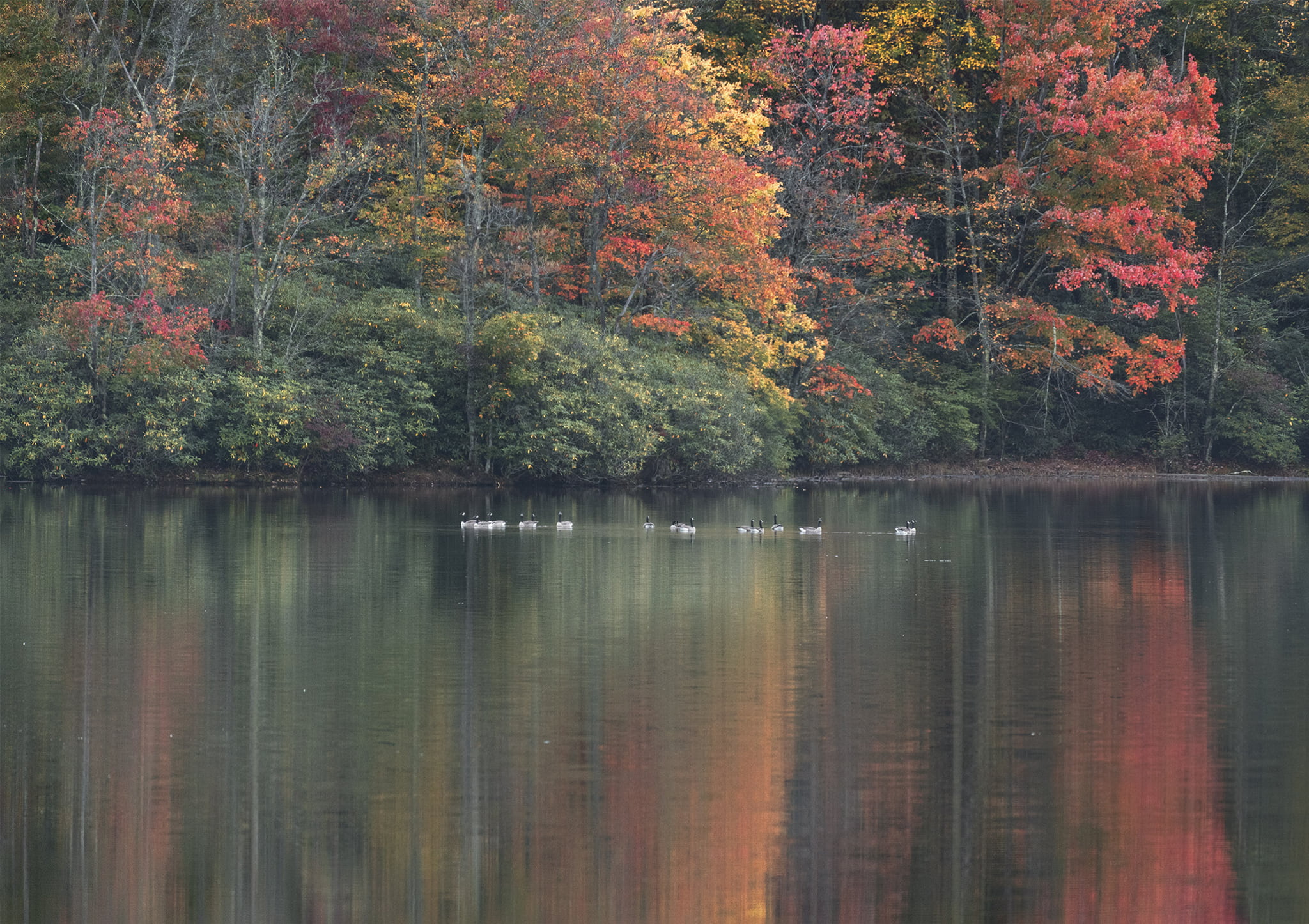 Geese on Fall Foliage Lake