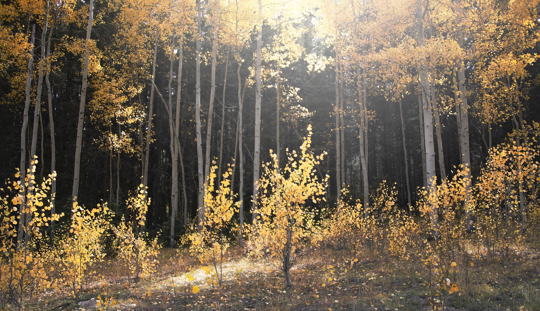 Small golden aspens picture