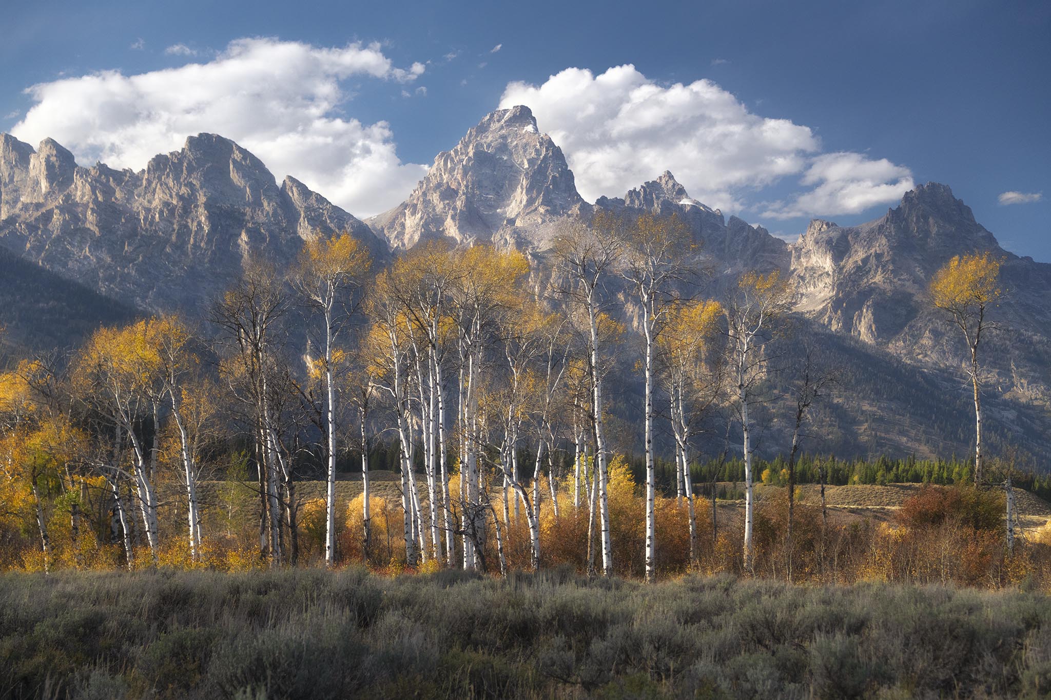 Quaking Aspens in Grand Teton National Park