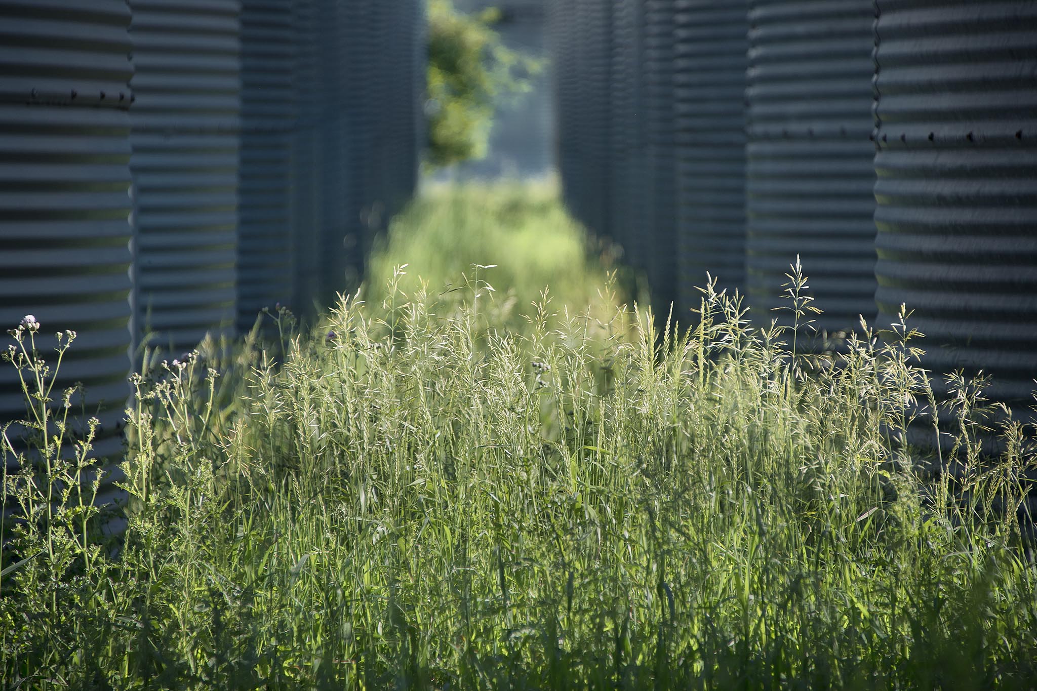 Grass among grain bins