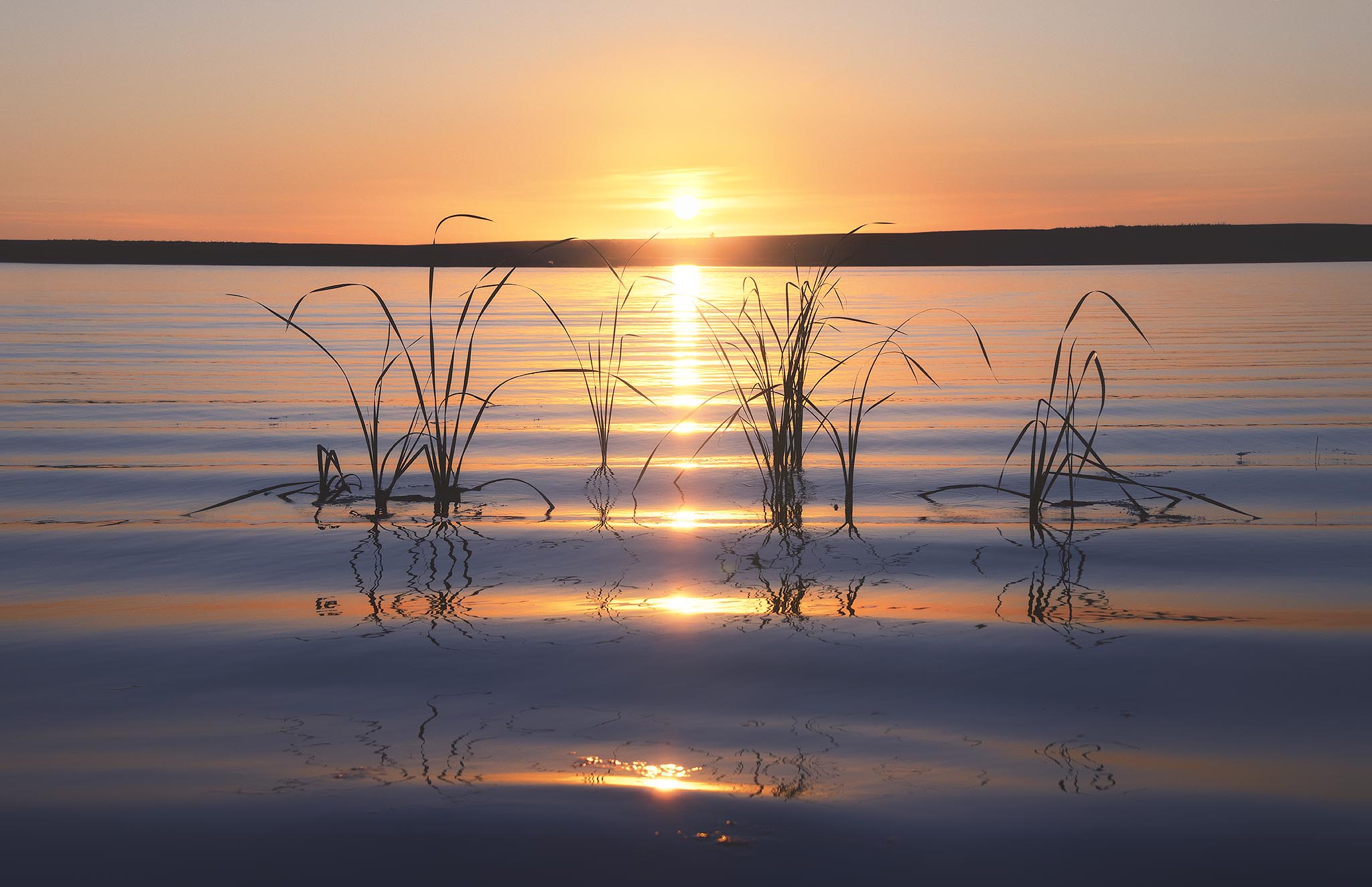 Grass standing in water at sunset picture