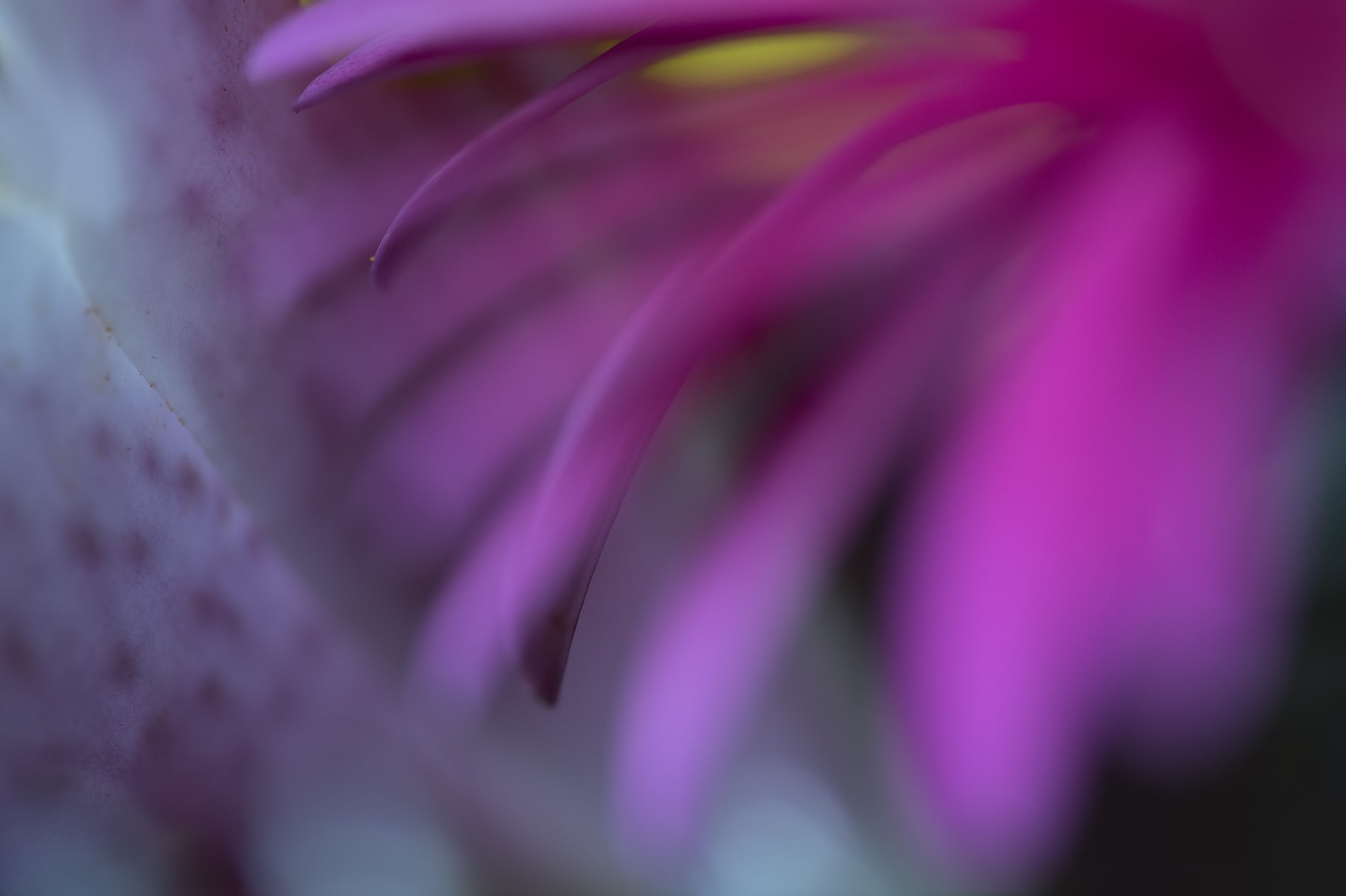 Purple Abstract Flowers